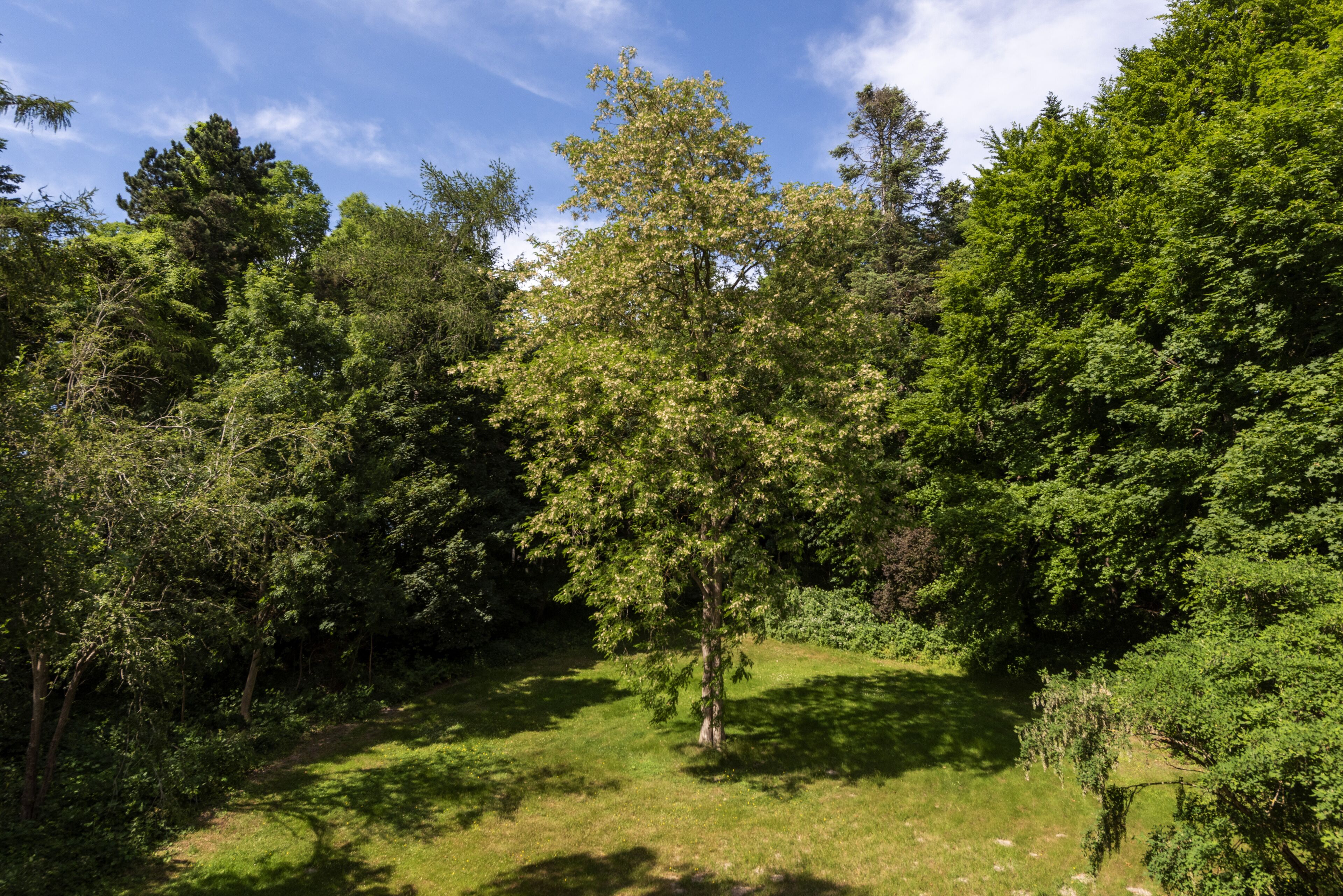 junior suite | 1 bedroom, hypo-allergenic bedding, free wifi, bed sheets