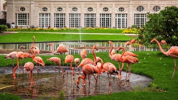 Un grupo de flamencos en un estanque con un edificio al fondo.