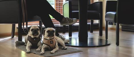 Two dogs sitting on a rug in a room with a round table and chairs.