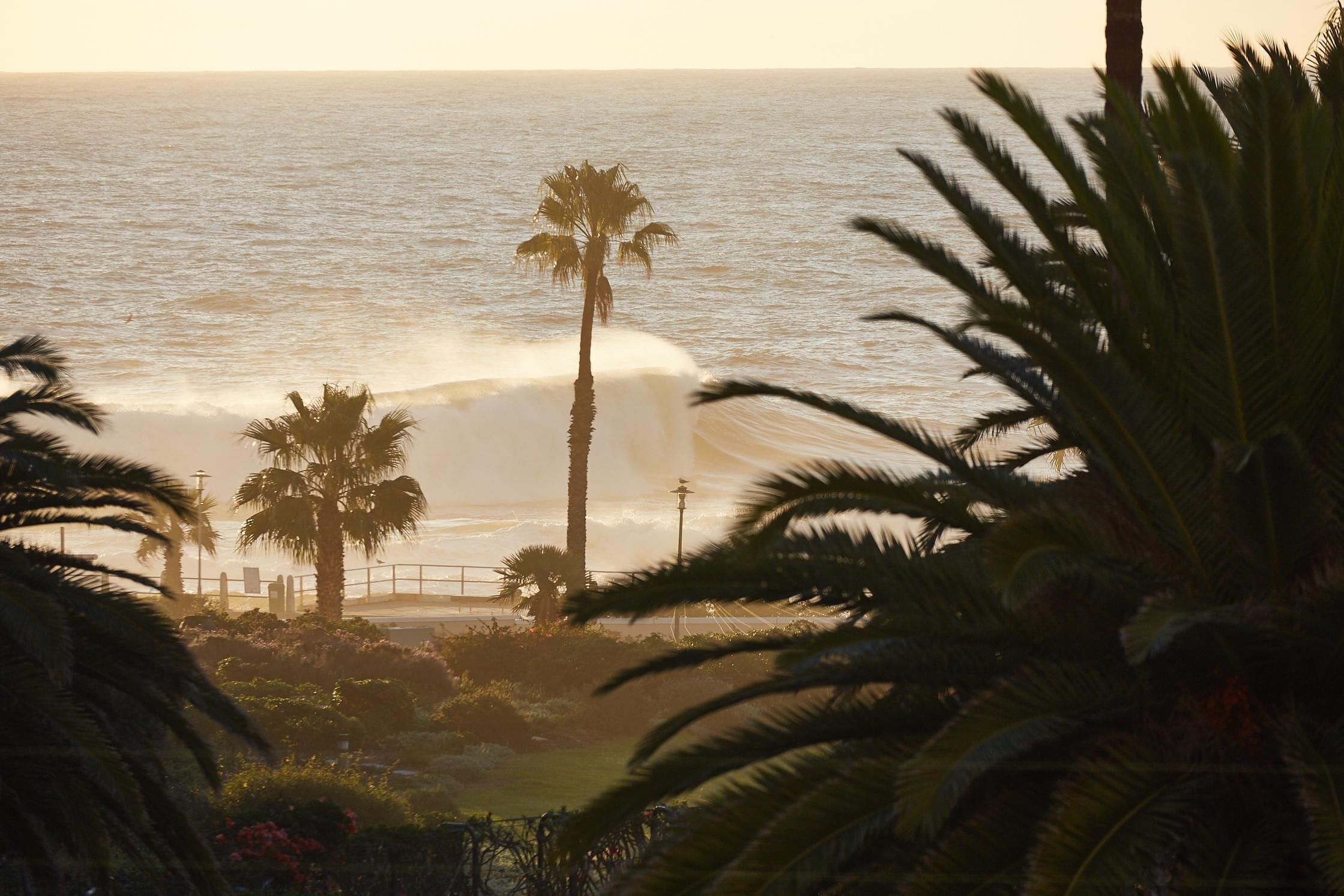 A coastal view with palm trees, a beach, and ocean waves.