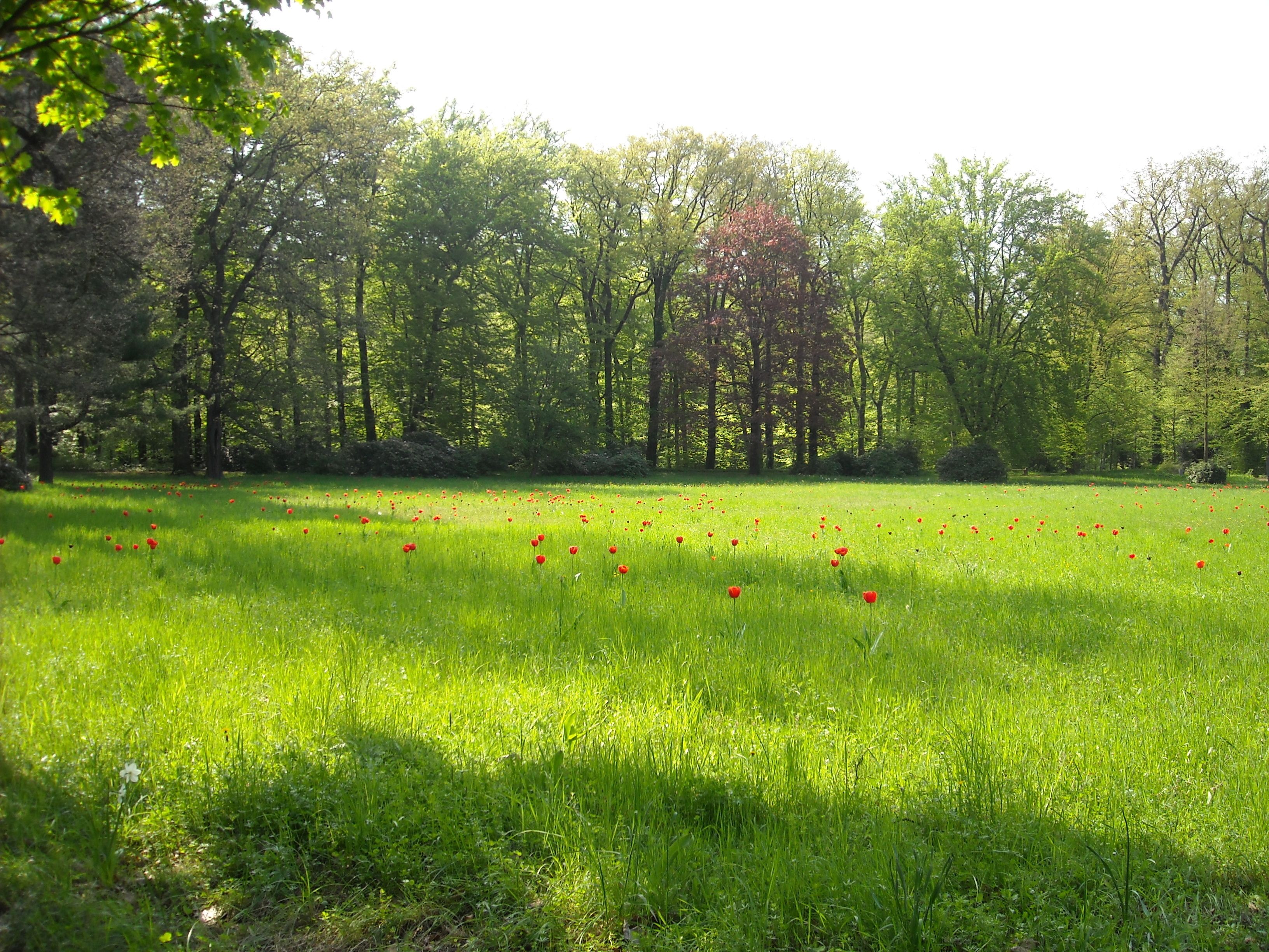 Eine Wiese mit vereinzelten roten Blumen und dichter Baumgruppe im Hintergrund.