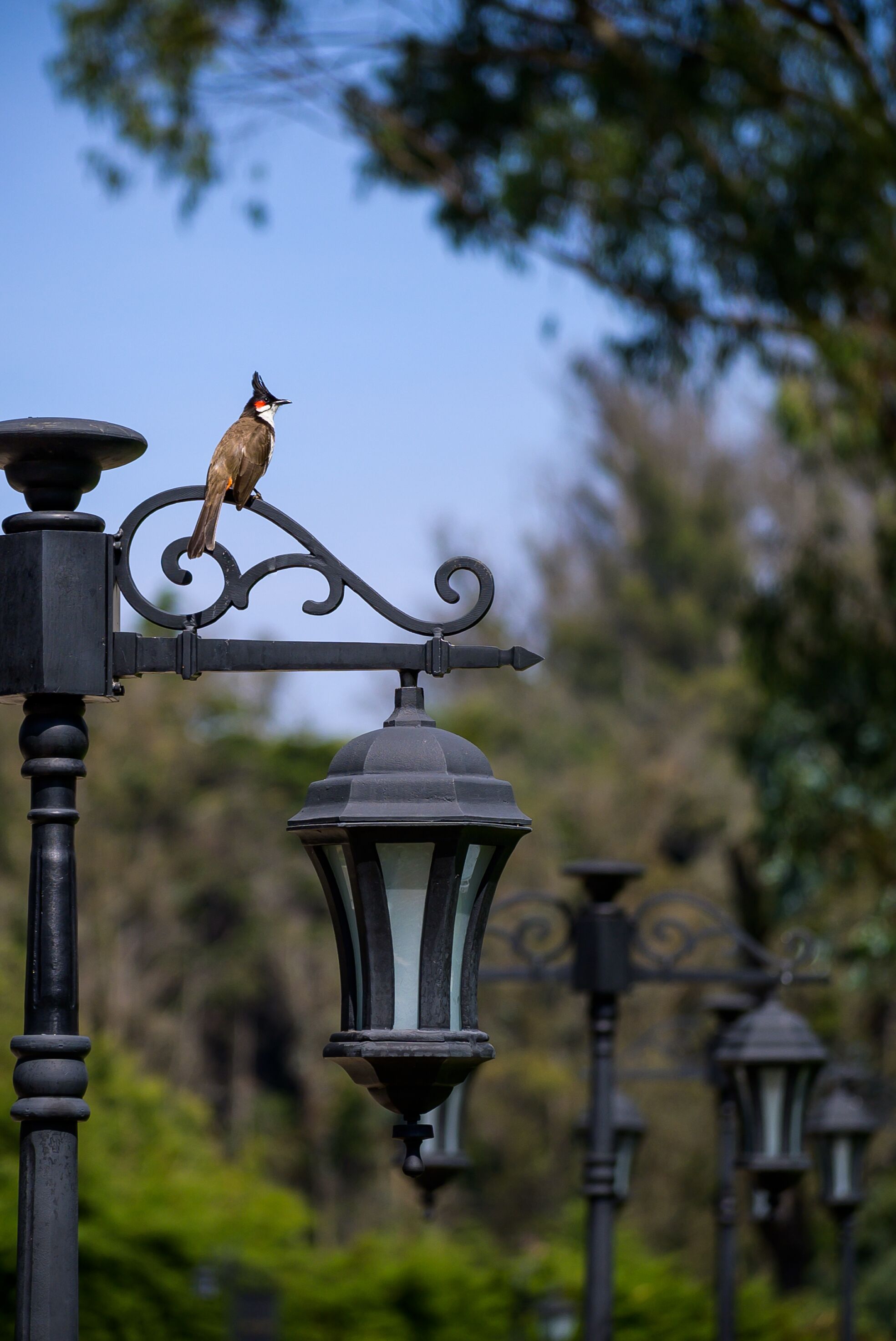 Un pájaro posado en una farola en un parque.