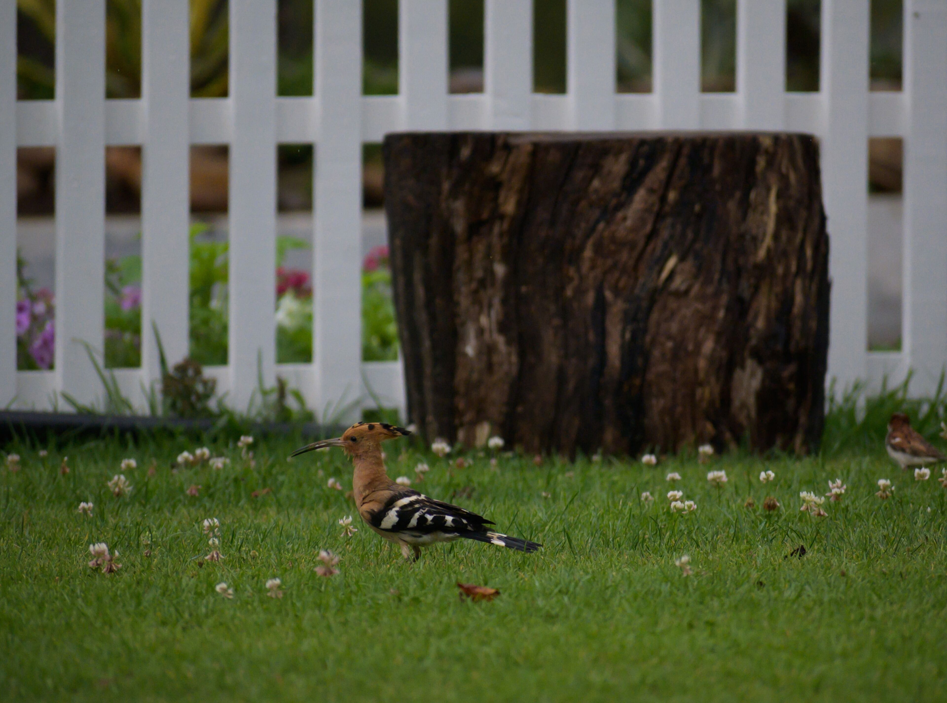 A bird on grass with a white fence and a tree stump in the background.