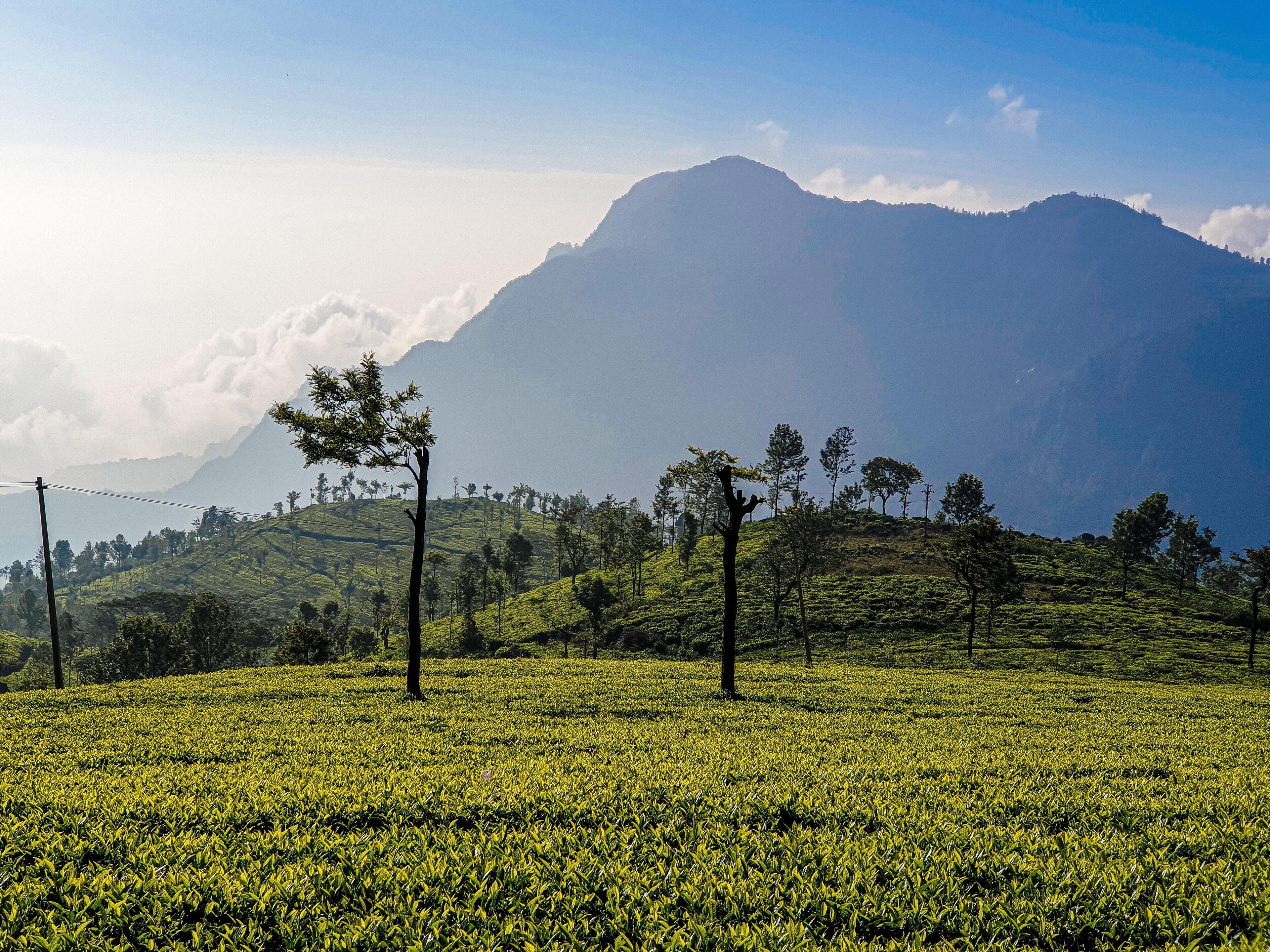 Plantación de té con hileras de plantas de té y algunos árboles en primer plano.