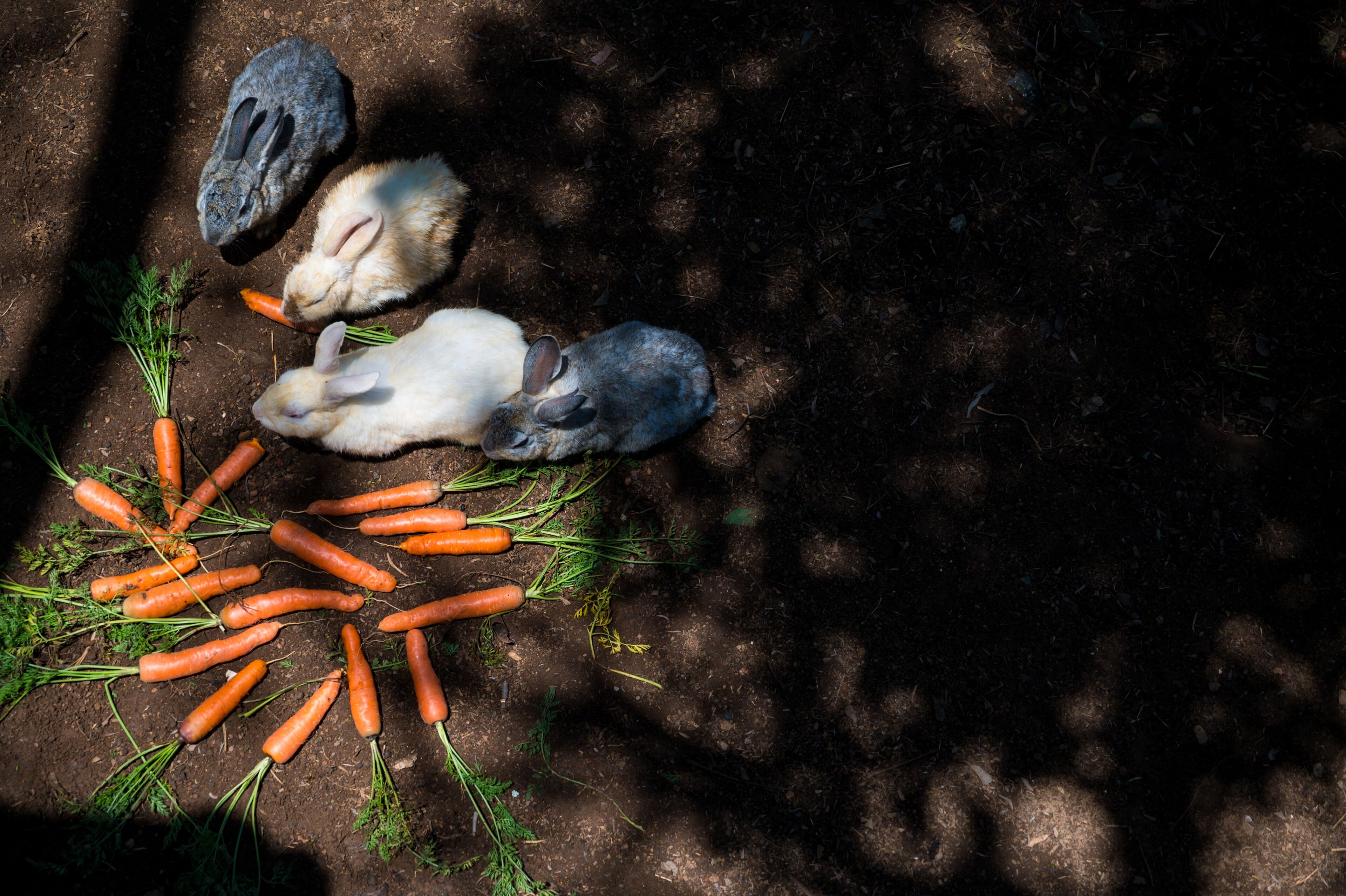 A group of rabbits near carrots and a rock on the ground.