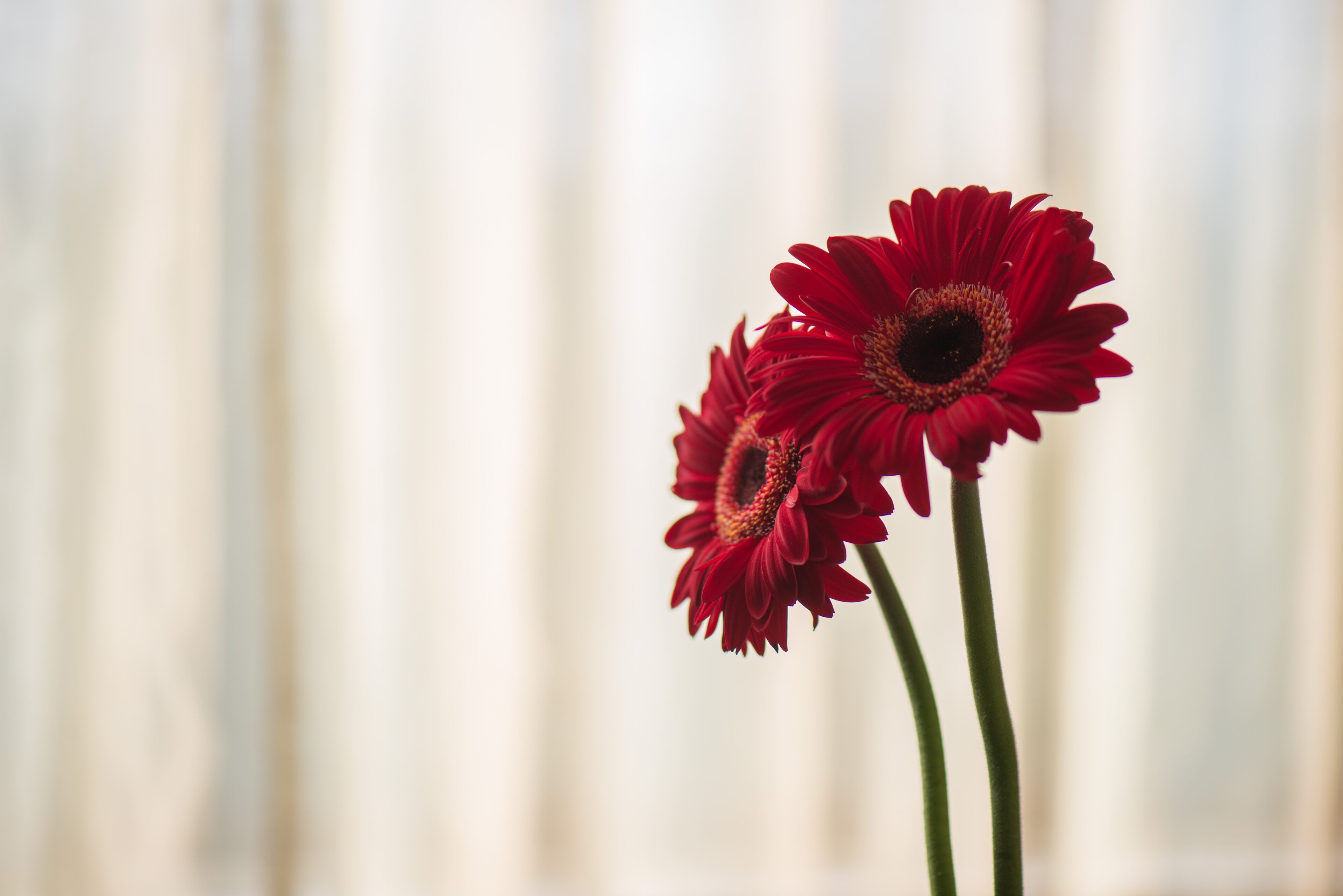 Two red flowers with long stems in a vase.