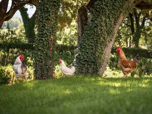 Three chickens near a tree with ivy. - Hotel Villa Montegranelli (Gubbio)