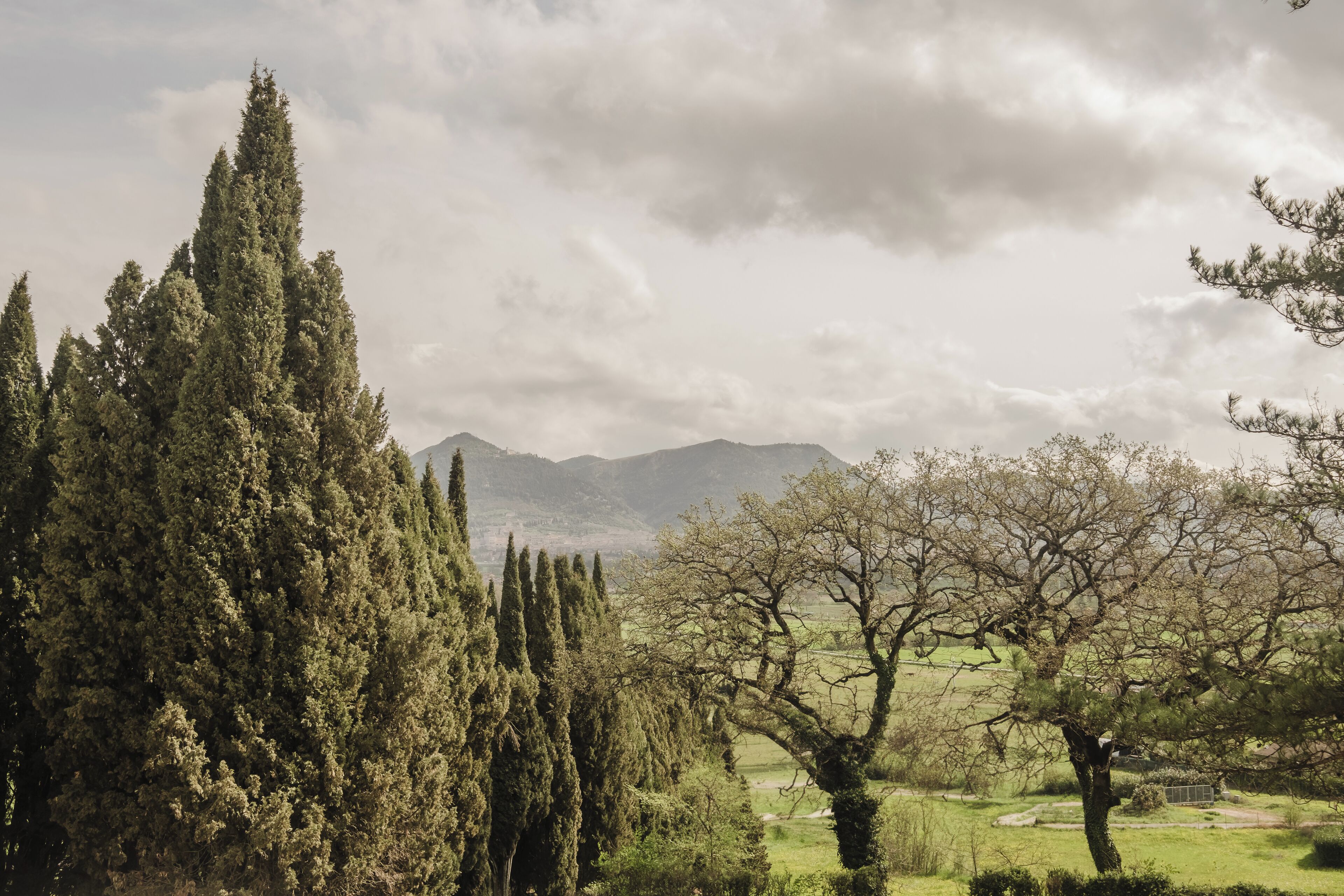 A landscape with tall cypress trees and a clear view of distant mountains.
