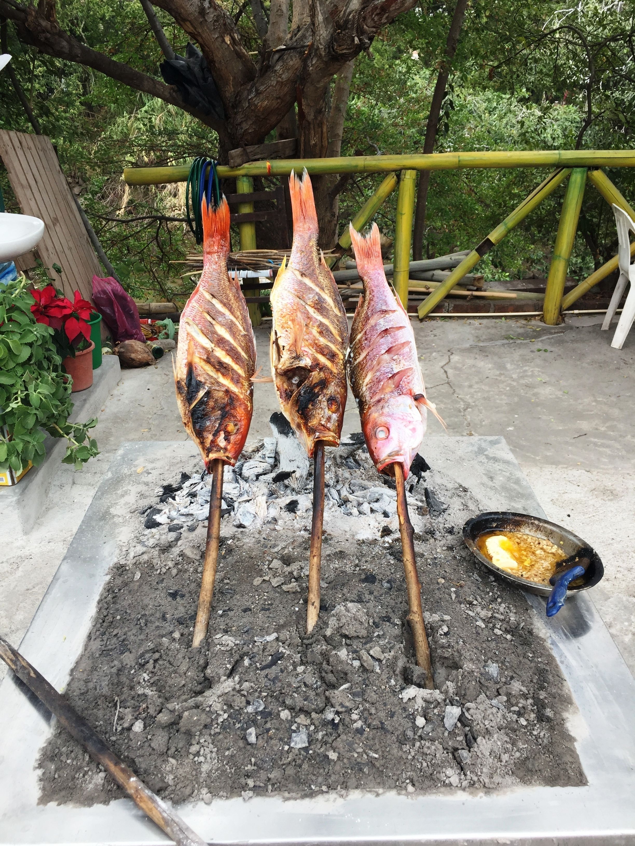 Tres pescados a la parrilla ensartados en brochetas, sobre carbón, con una fuente de mantequilla derretida cerca.