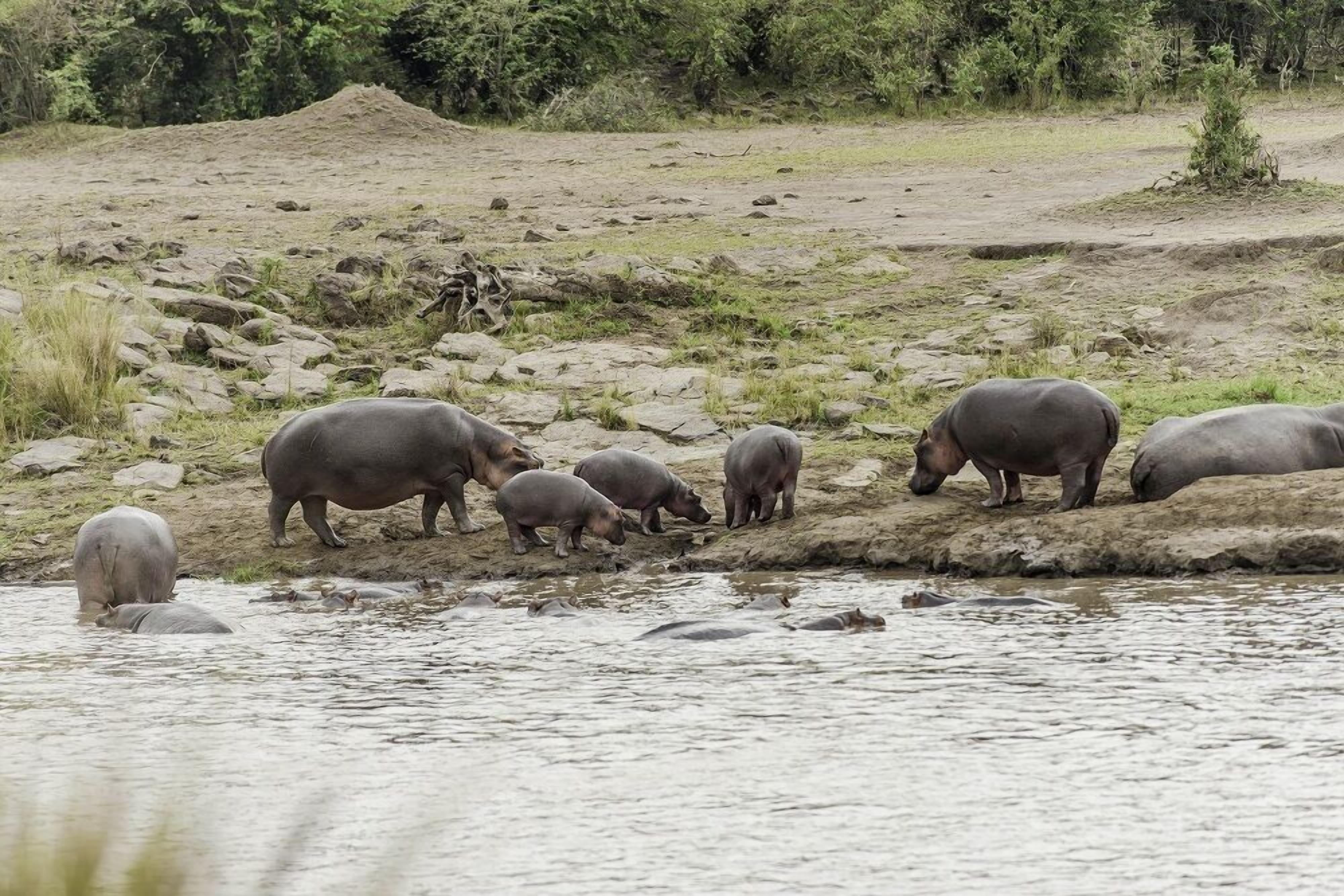 A group of hippos near a water body in a natural setting.