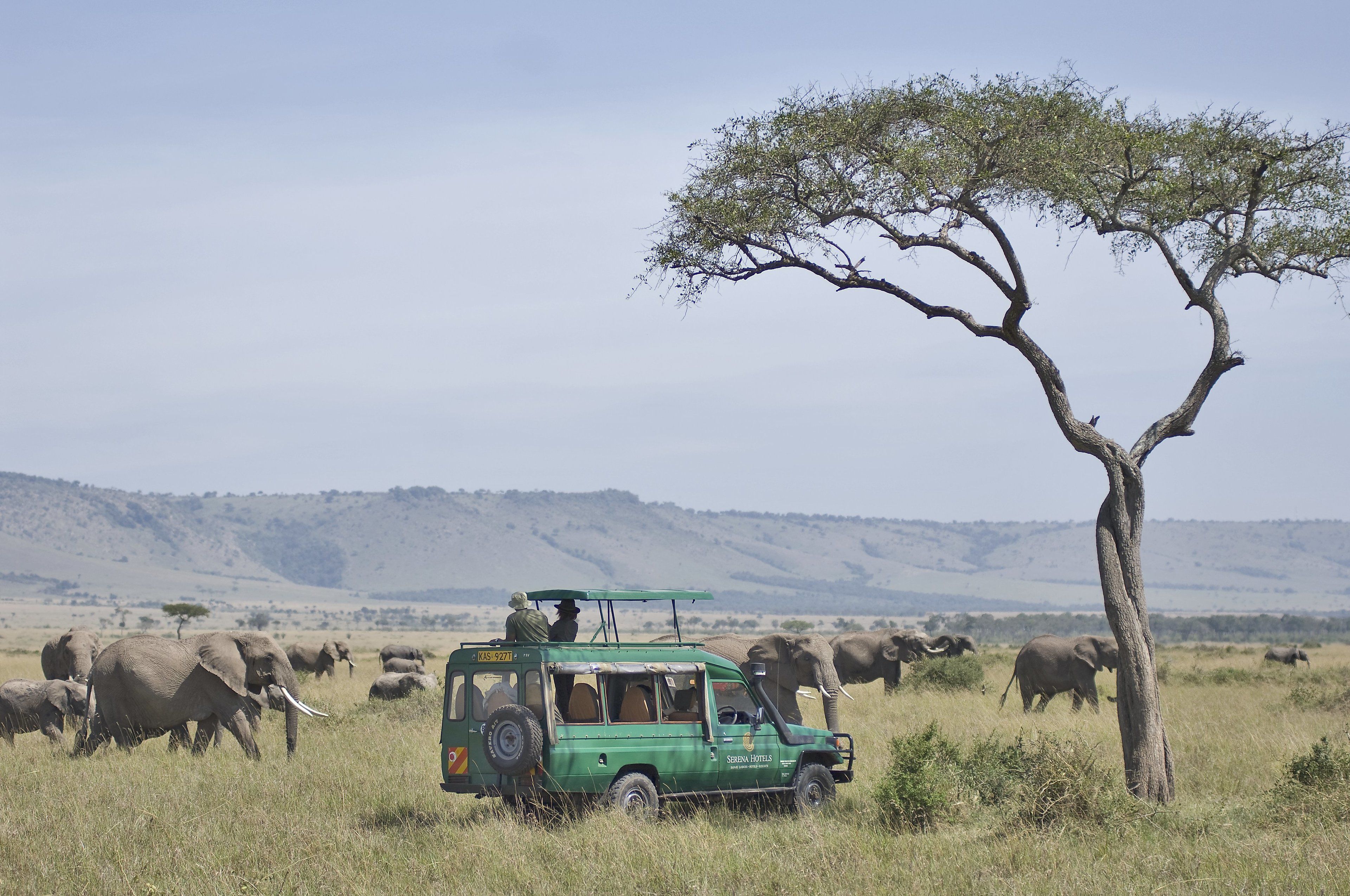 A safari vehicle with a tree and elephants in the background.