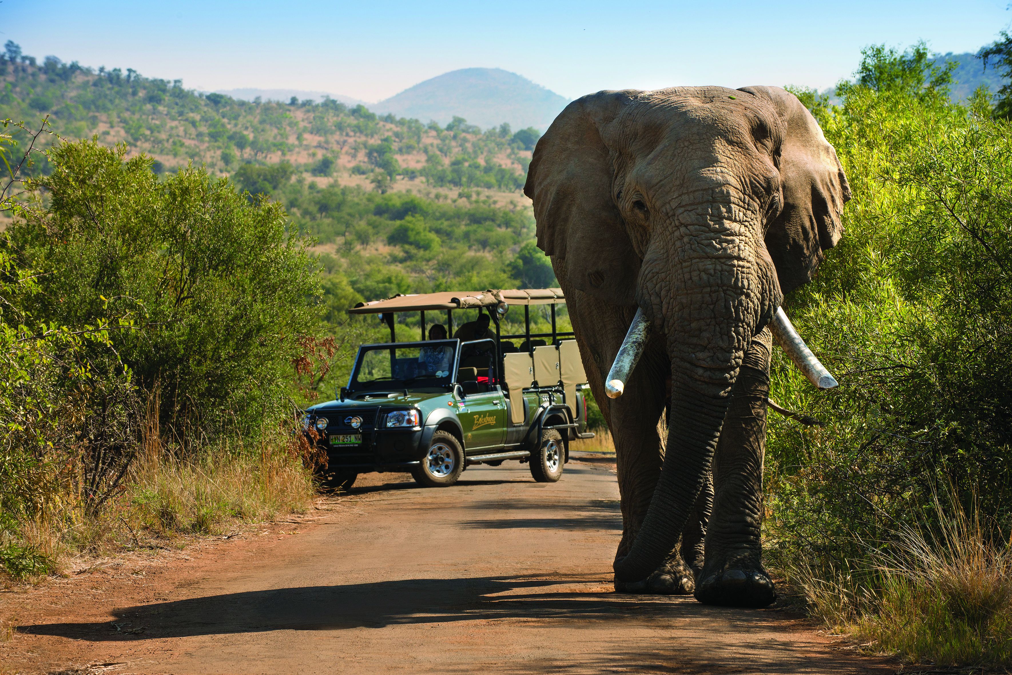 Un éléphant marchant à côté d’un véhicule de safari sur un chemin de terre.
