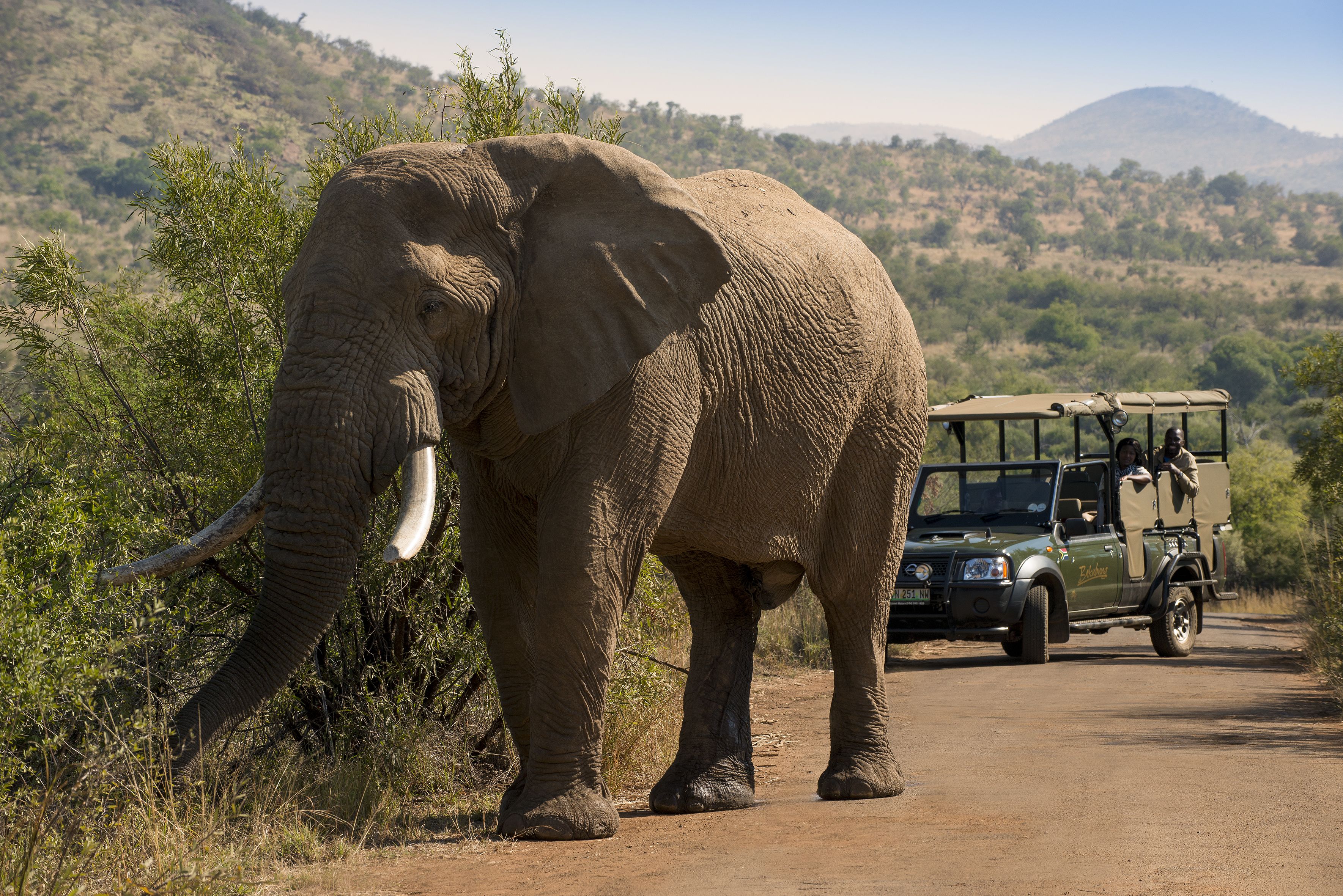 Een olifant loopt naast een safarivoertuig op een zandweg.
