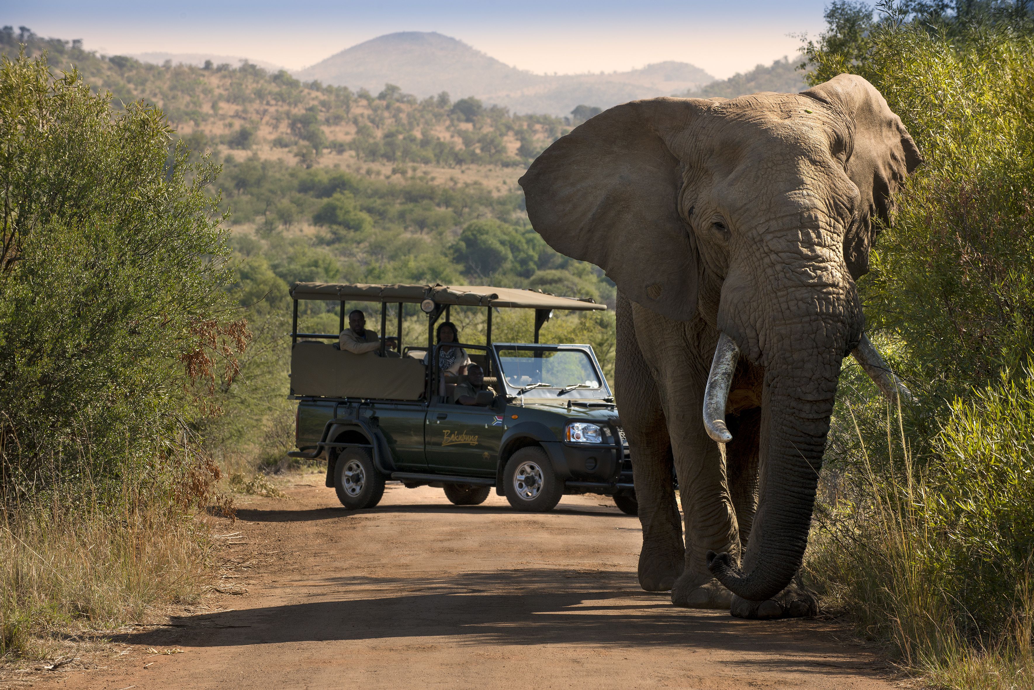 An elephant walking beside a safari vehicle on a dirt path.
