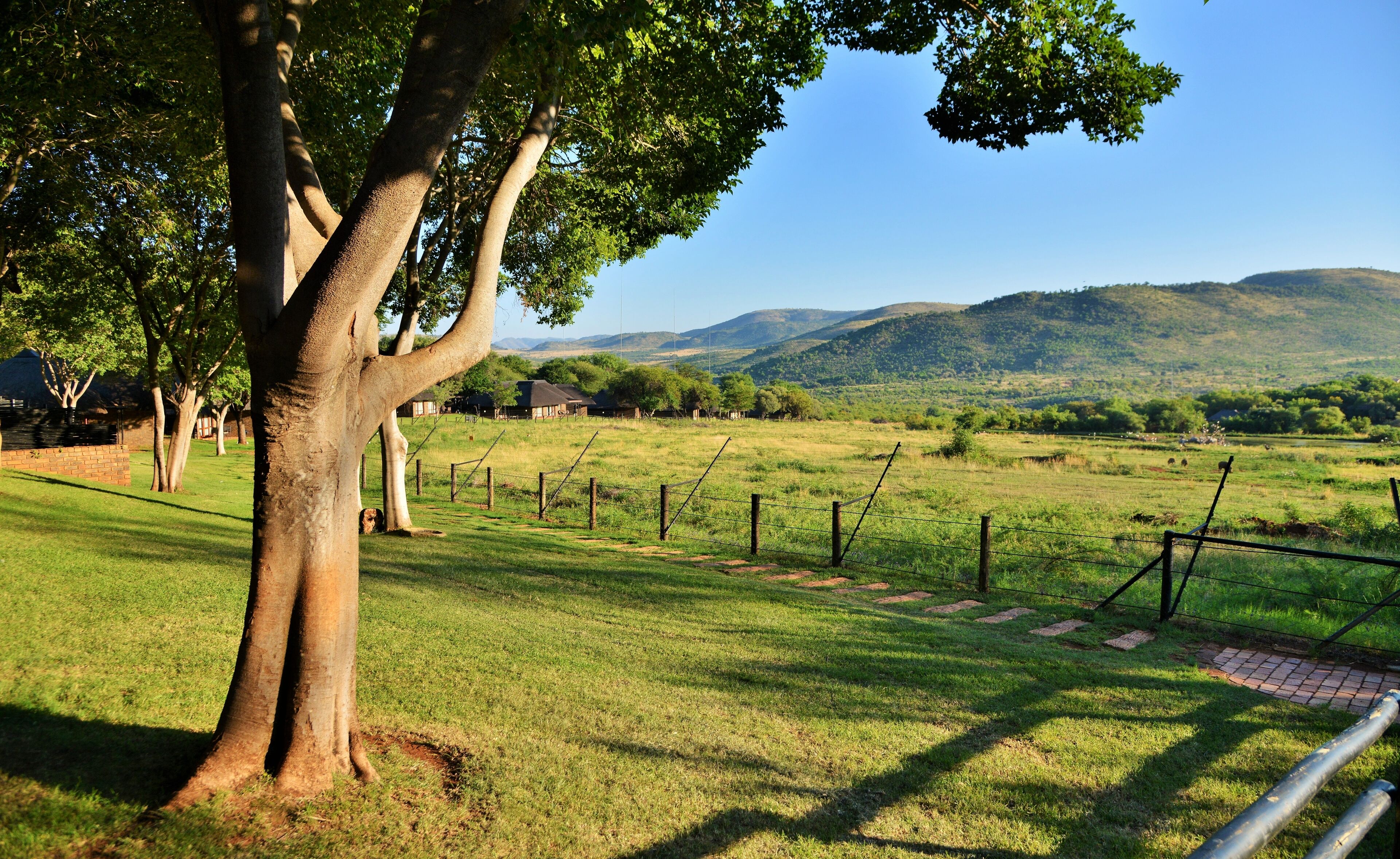 A grassy field with a tree in the foreground and a fence in the background.