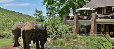 Two elephants by a water body with a building in the background.