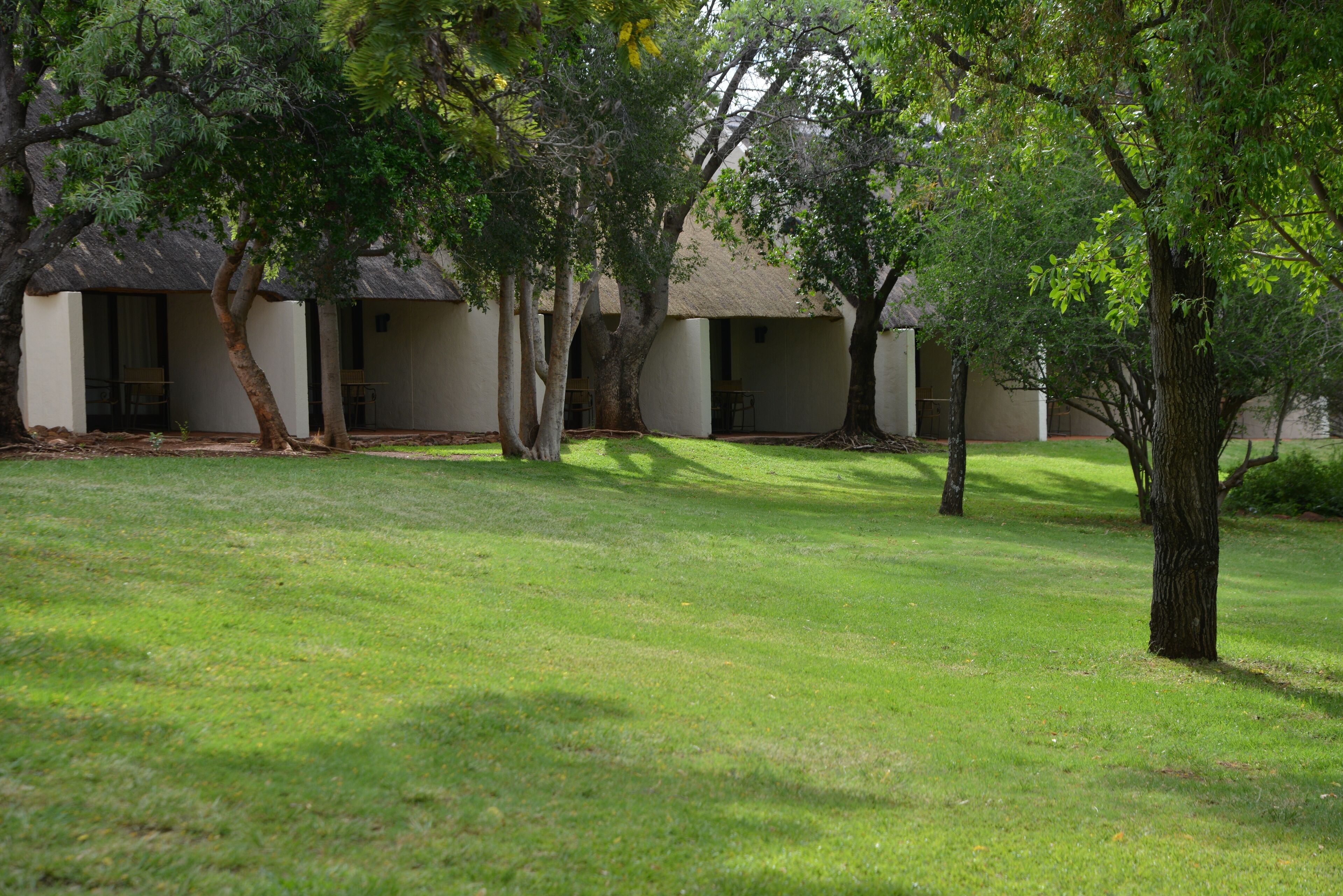 A courtyard with a lawn and several trees. There are buildings with thatched roofs in the background.