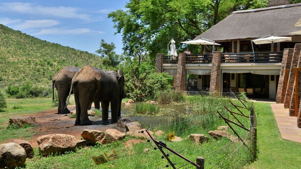 A building with a thatched roof, a pool, and two elephants in a natural setting.