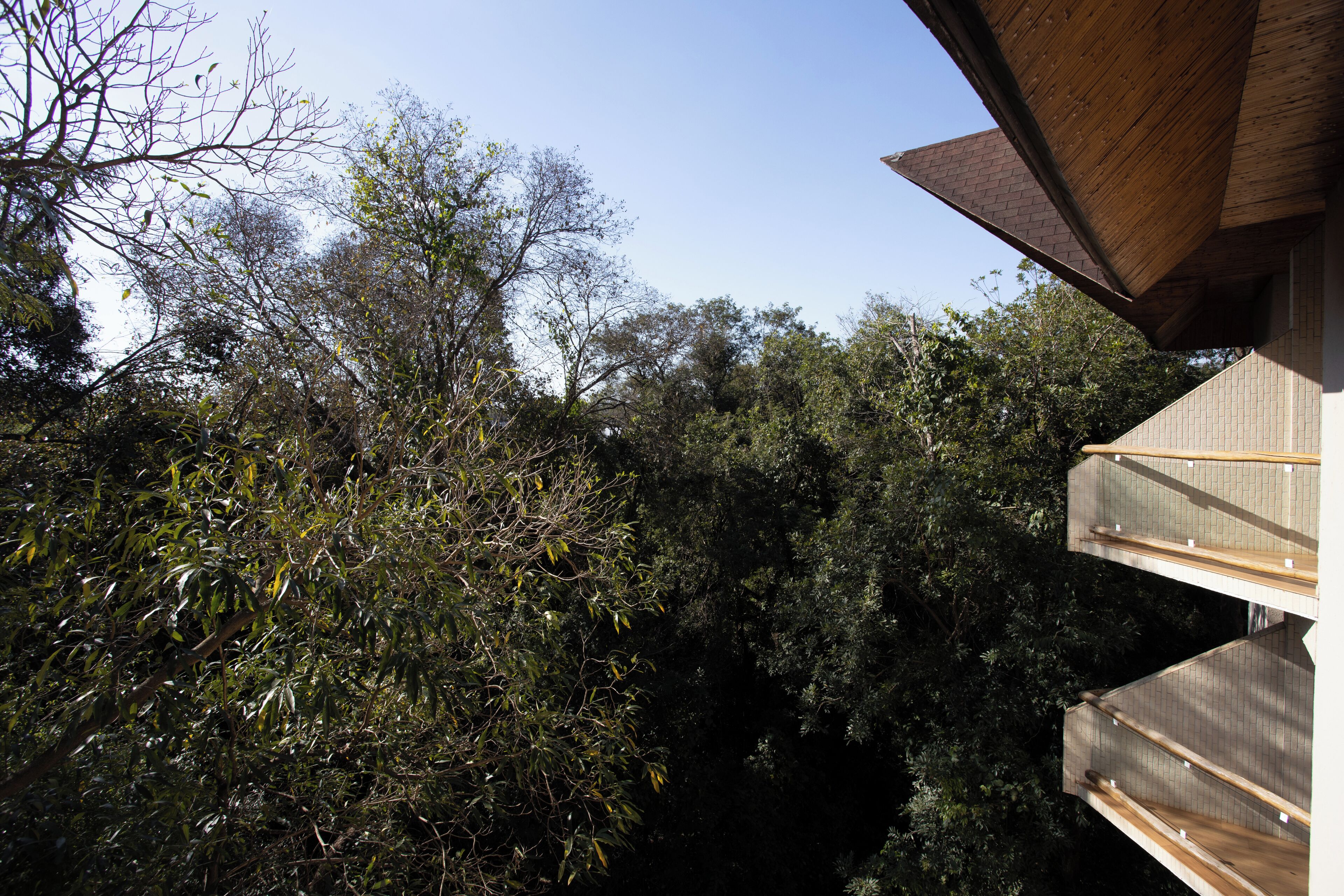 room (suite master - vista bosque) | view from room