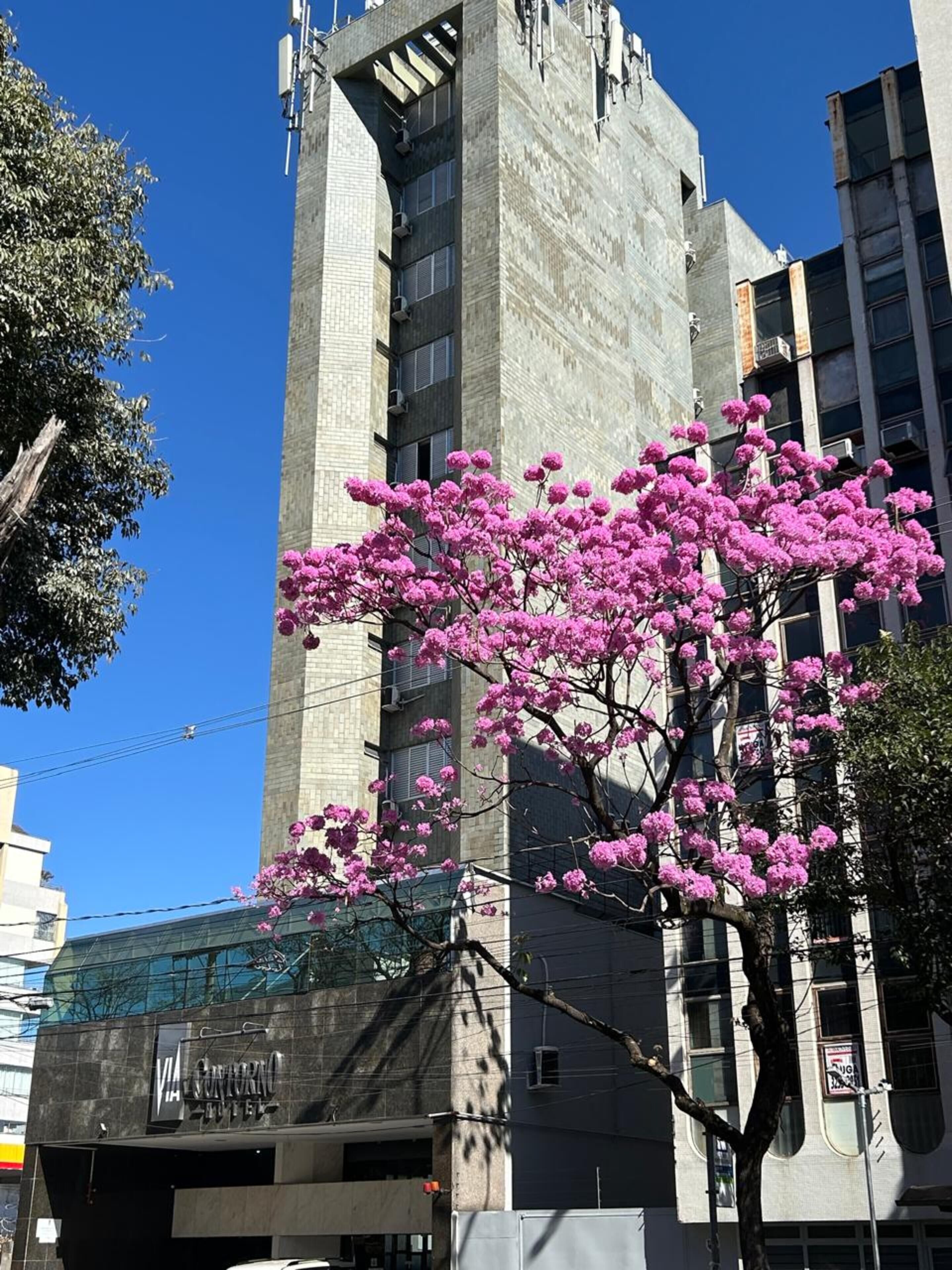 A building with a modern architectural design, featuring a prominent vertical structure and a tree with pink blossoms in front.