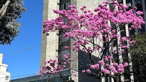 En byggnad med en modern arkitektonisk design, som kännetecknas av en framträdande vertikal struktur och ett träd med rosa blommor framför.