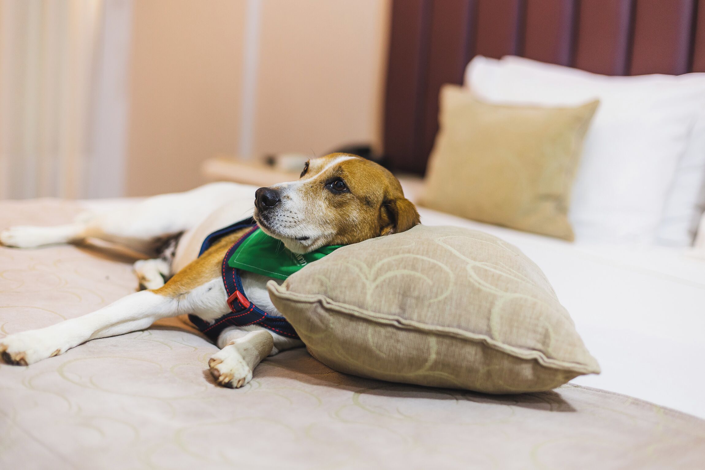 Un perro recostado en una cama con un almohadón.