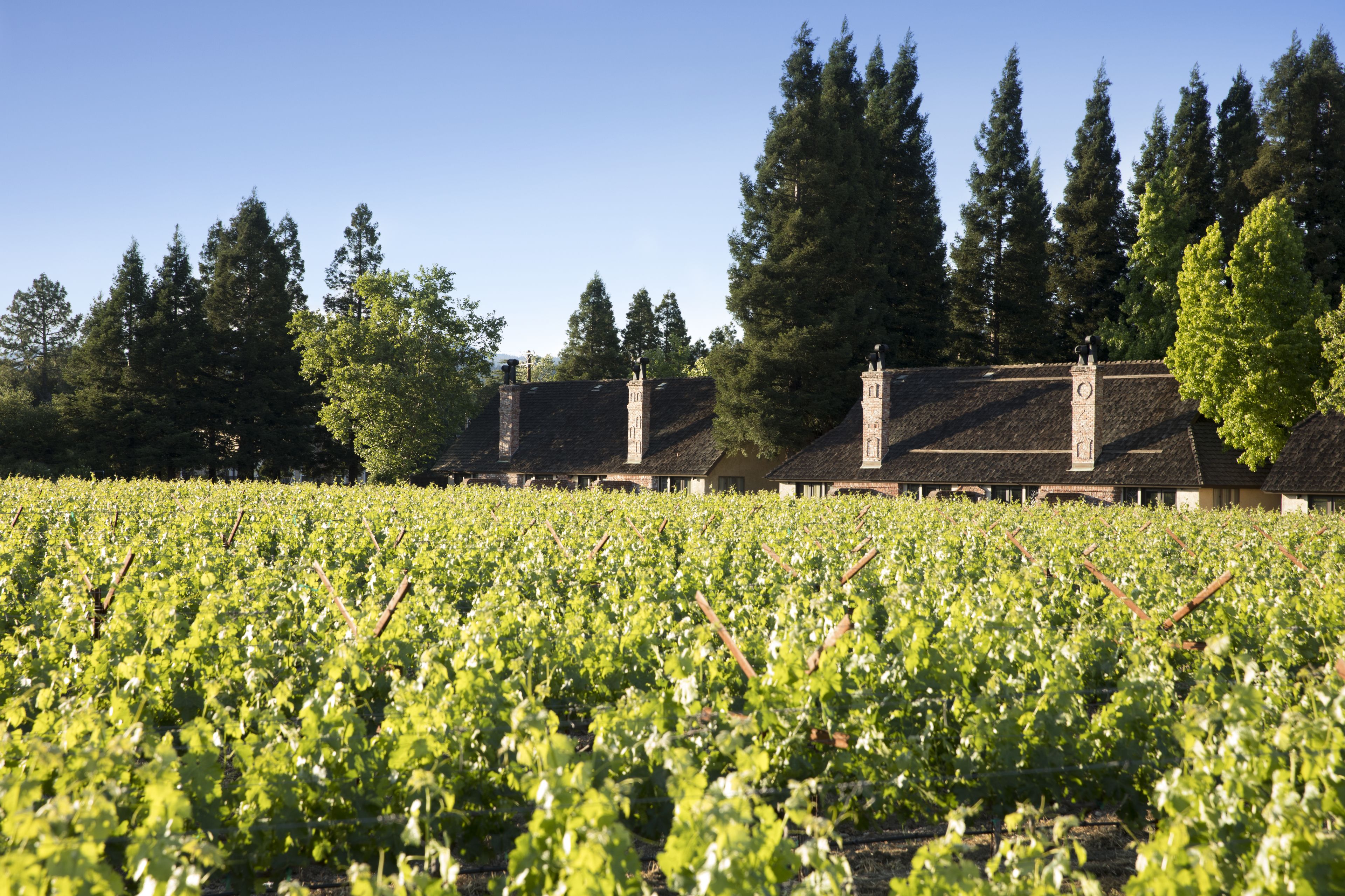 A vineyard with rows of grapevines and a building with a clock tower in the background.