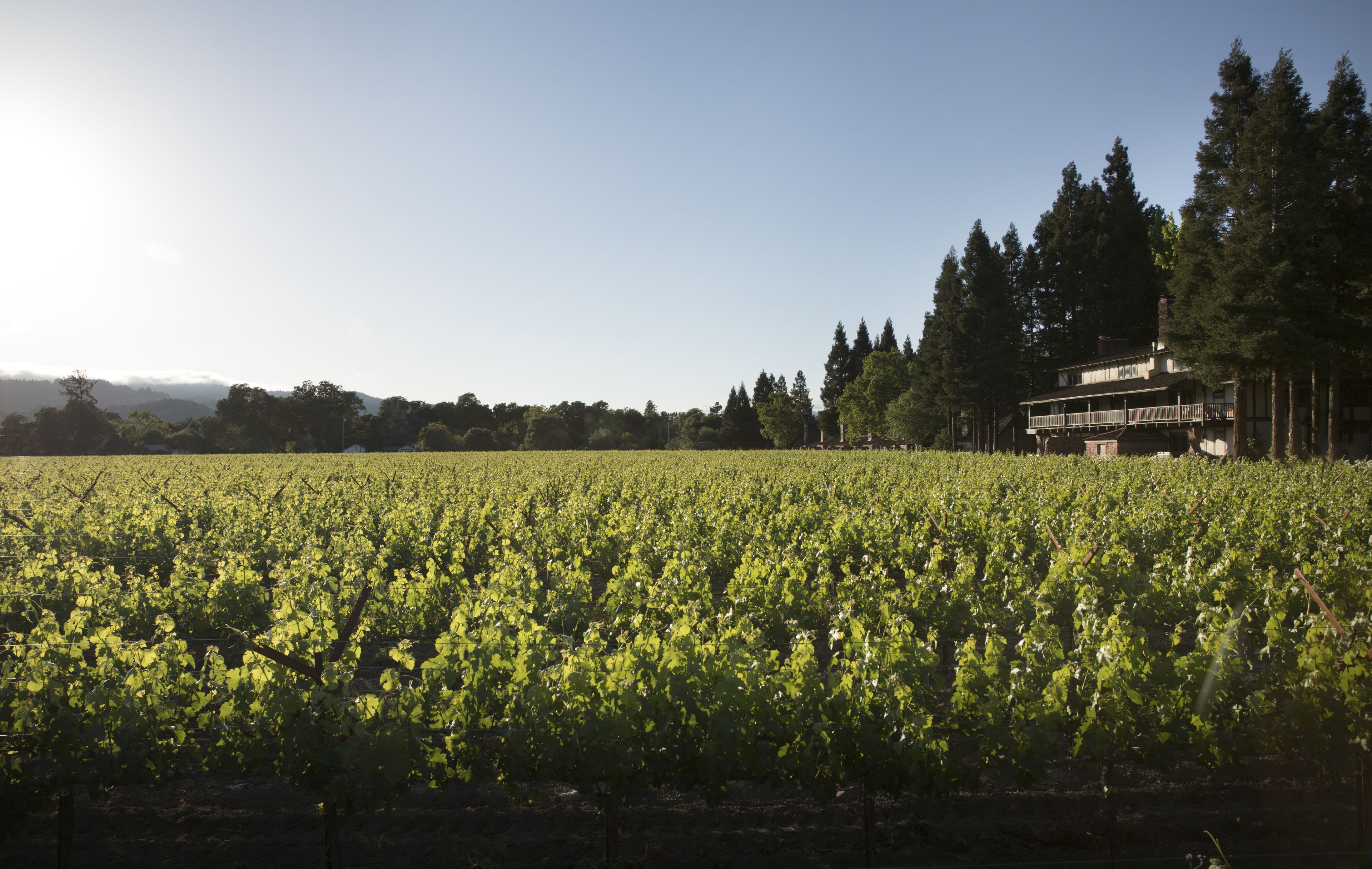 A vineyard with rows of grapevines and a large building with a balcony in the background.