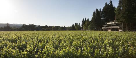 A vineyard with rows of grapevines and a large building with a balcony in the background.