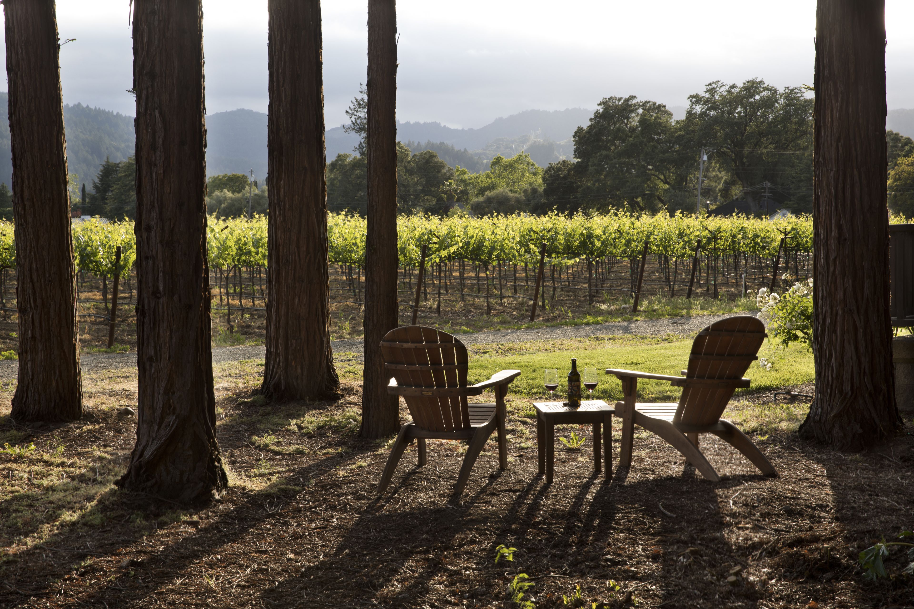 A rustic outdoor seating area with two wooden chairs and a small table, surrounded by tall trees and a vineyard in the background.