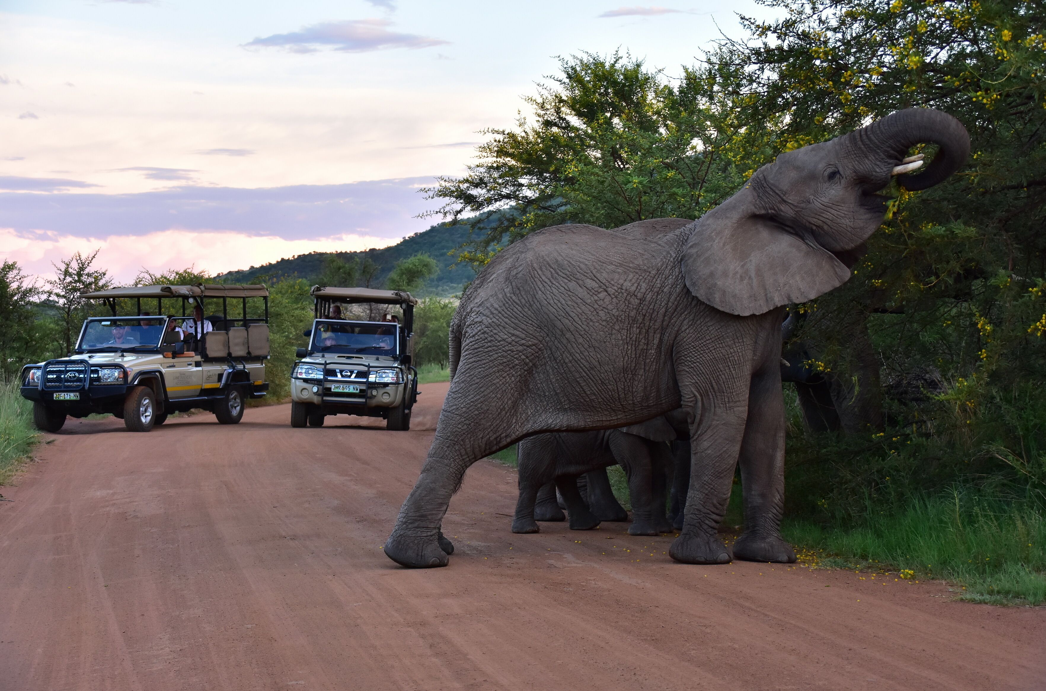 An elephant walking on a dirt road with two safari vehicles in the background.