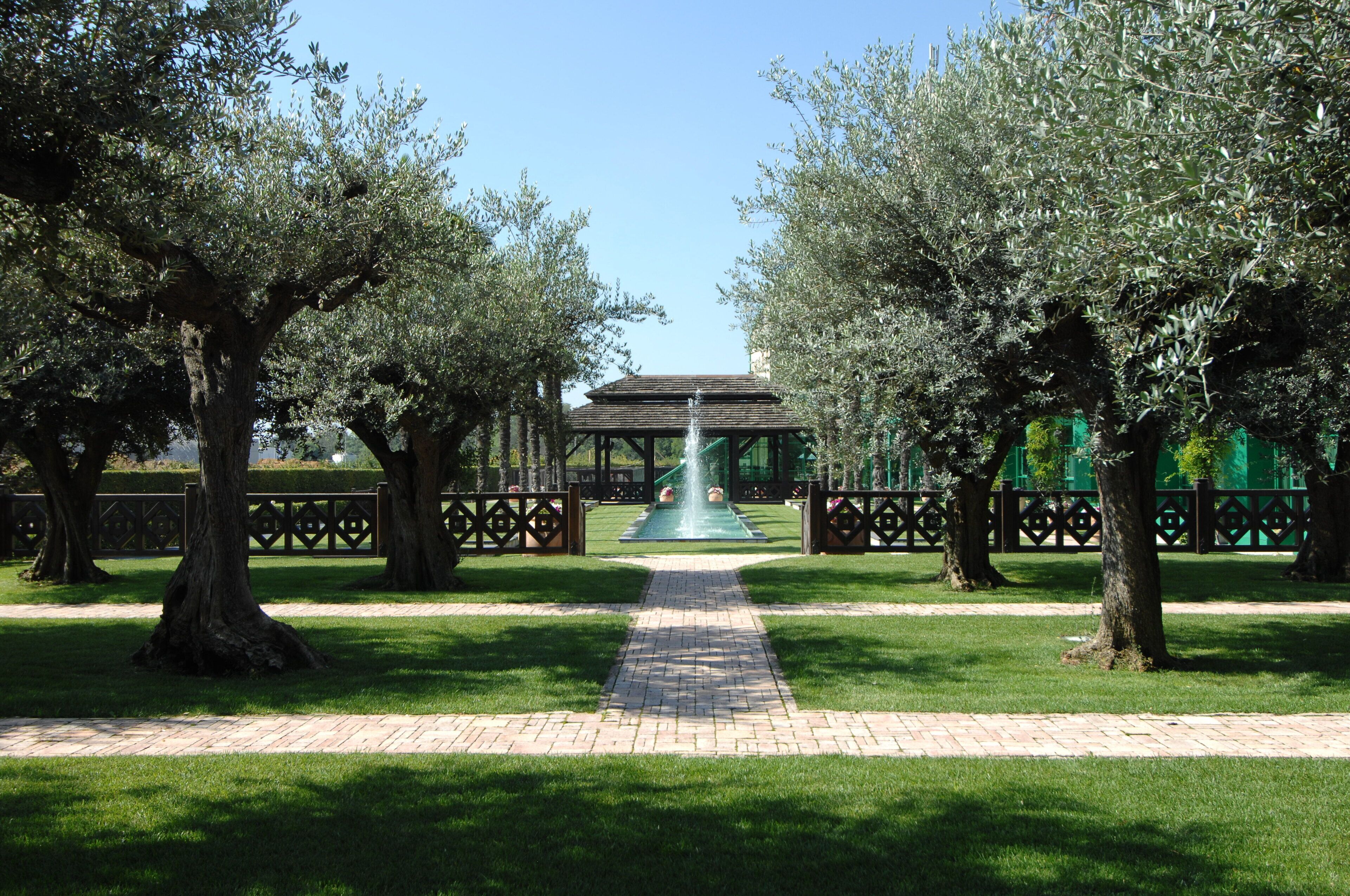 A pathway leading to a gazebo surrounded by olive trees.
