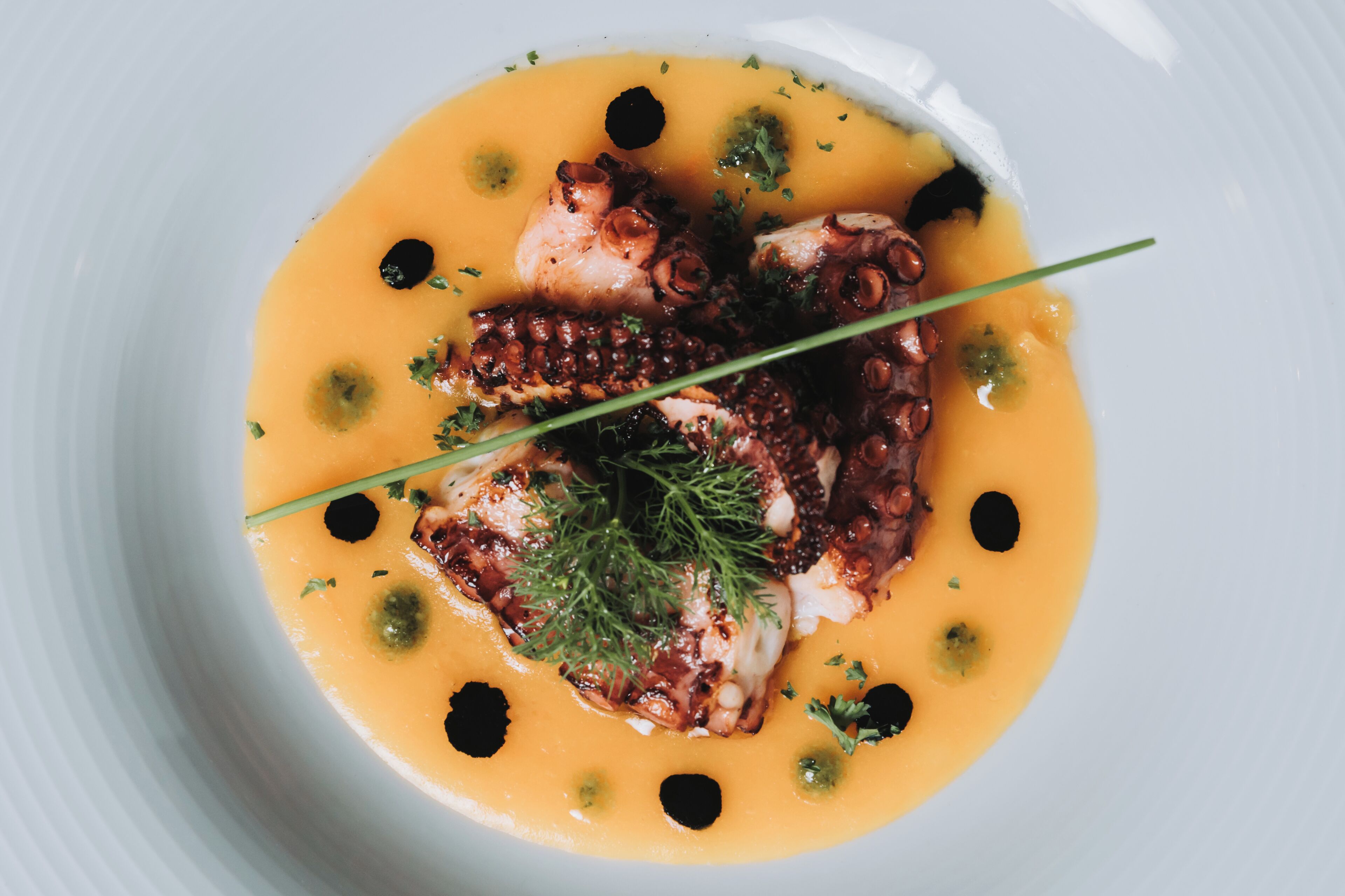 Un plat de poulpe nappé d’une sauce crémeuse et garni d’herbes.