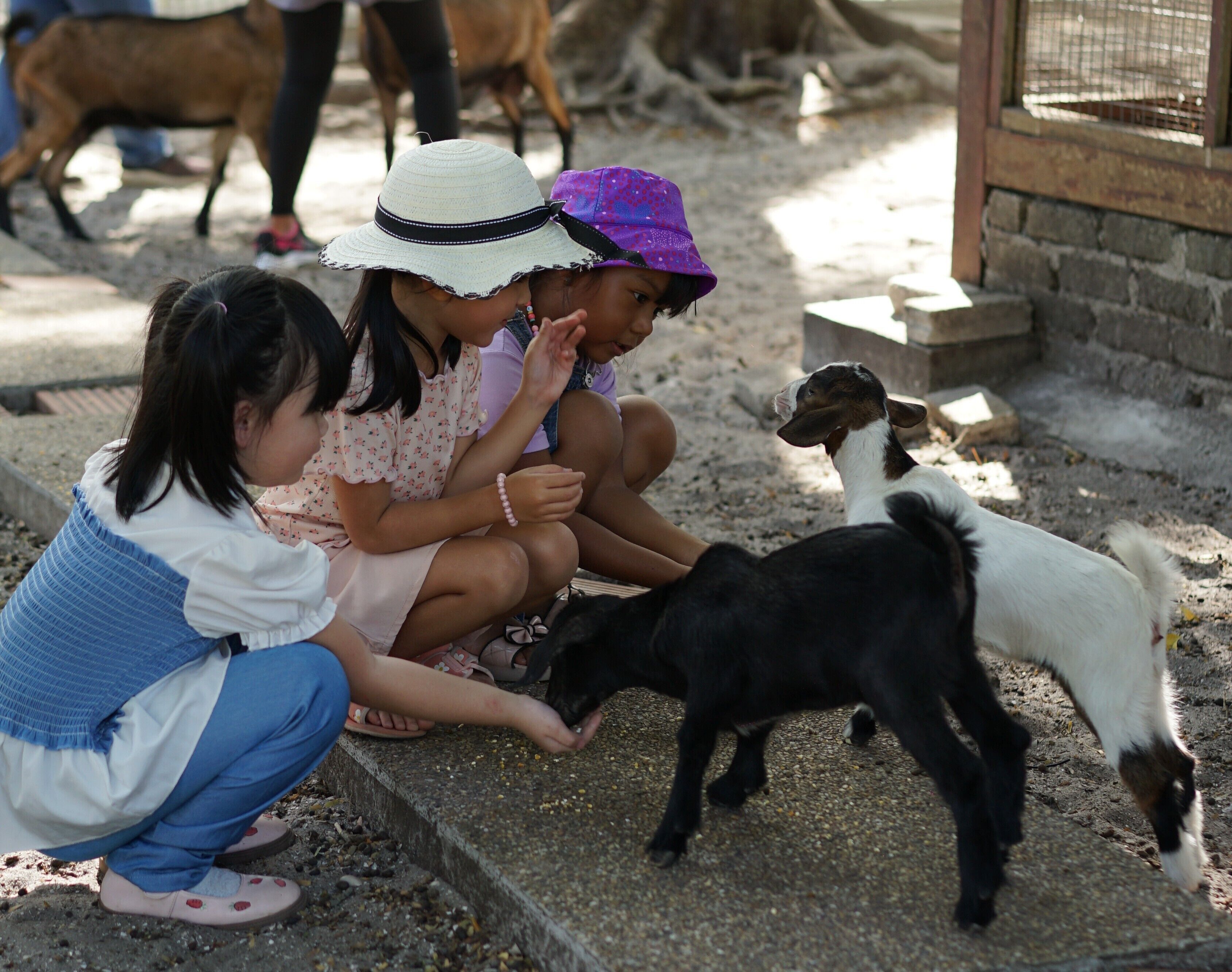Children feeding goats in an outdoor setting with a stone wall and a wooden structure in the background.