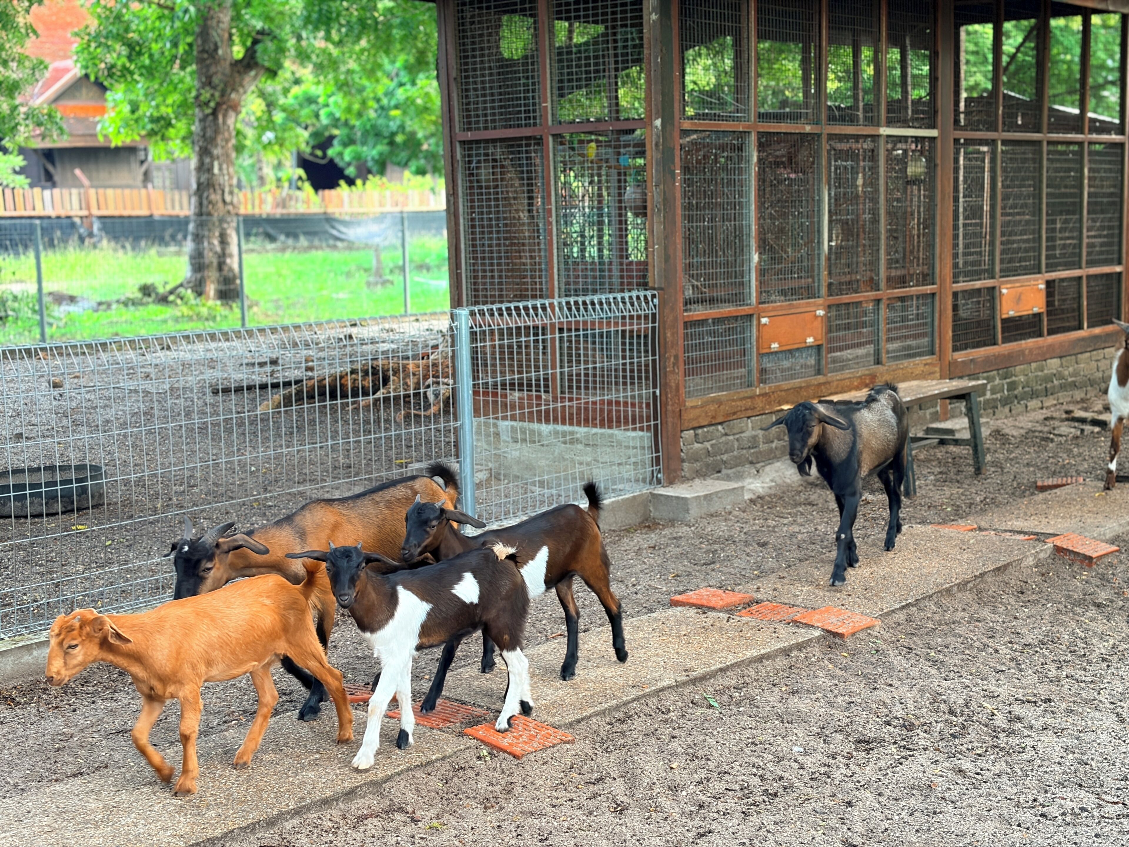 A fenced enclosure with goats, a bench, and a building with windows.