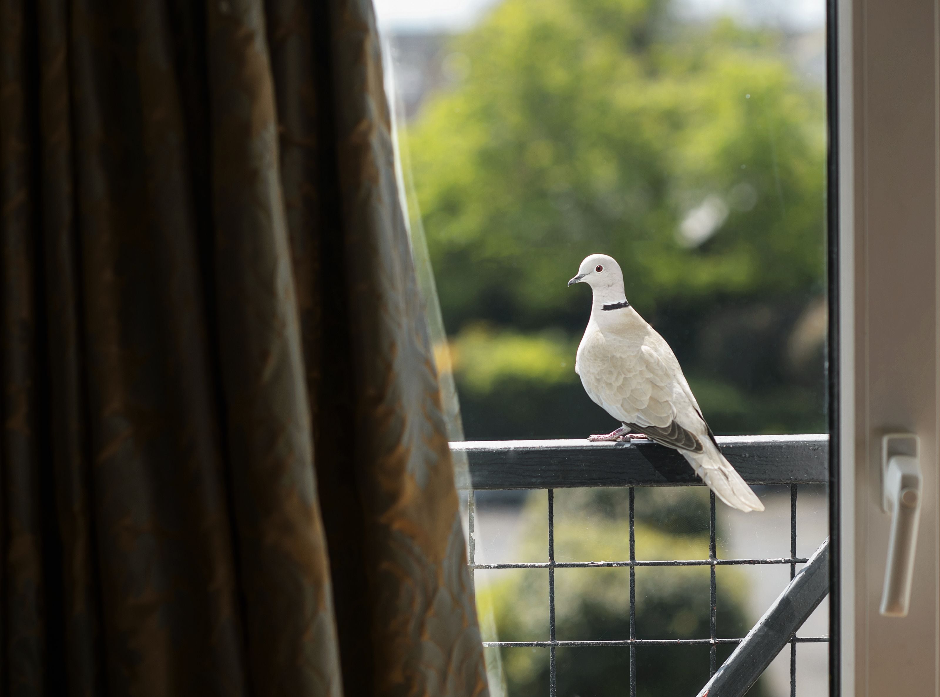 desk, blackout curtains, soundproofing, iron/ironing board