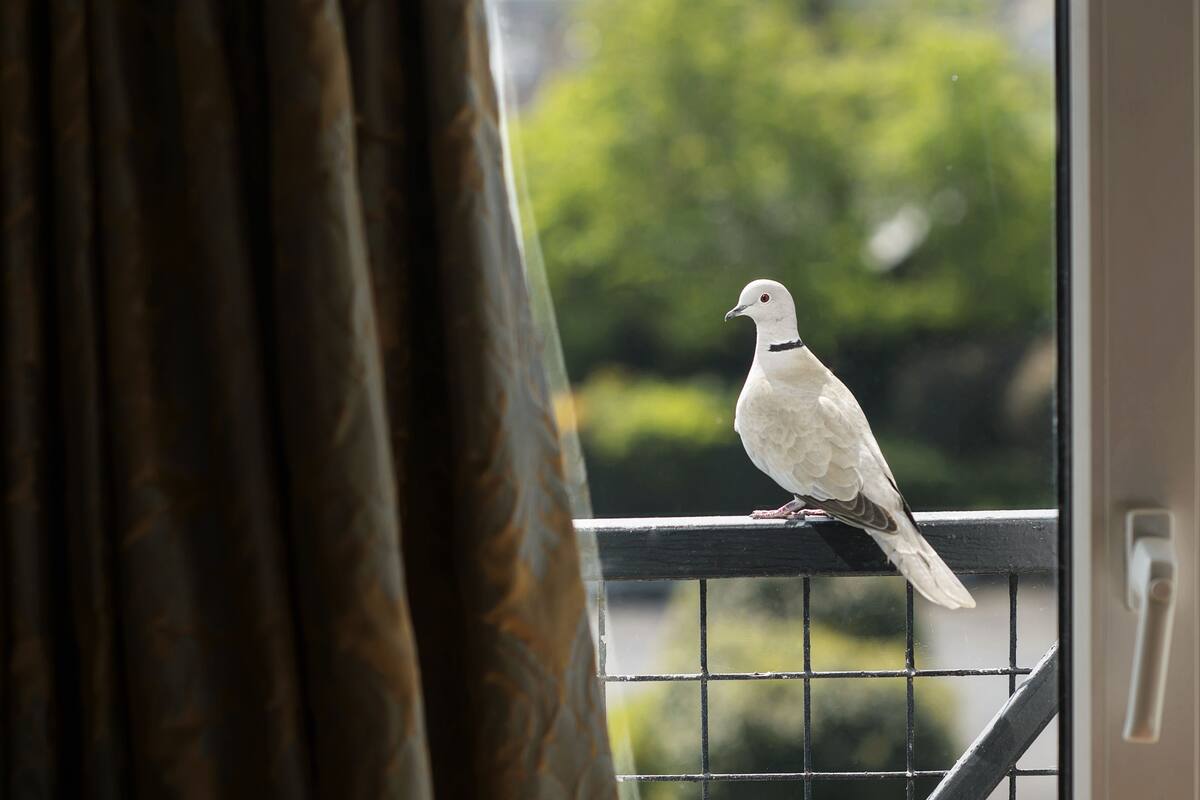 desk, blackout curtains, soundproofing, iron/ironing board