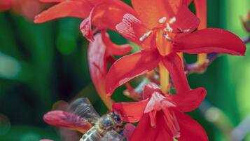 Primer plano de flores rojas con una abeja posada sobre un pétalo.