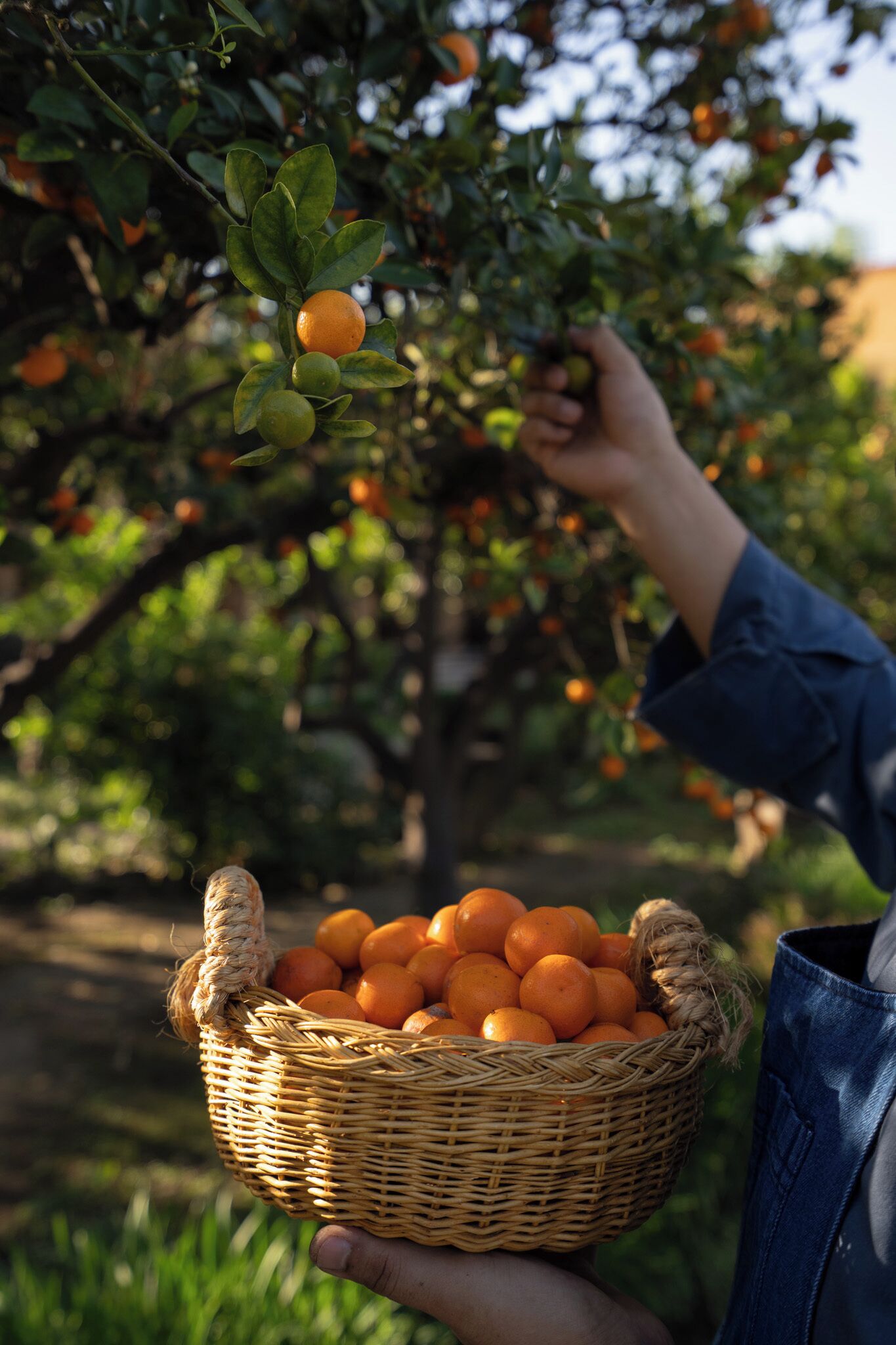 A basket filled with oranges being held by a person.