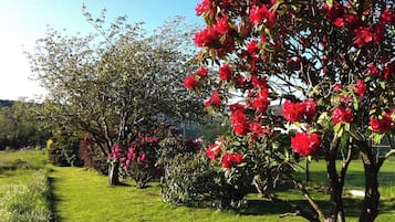 Tuin