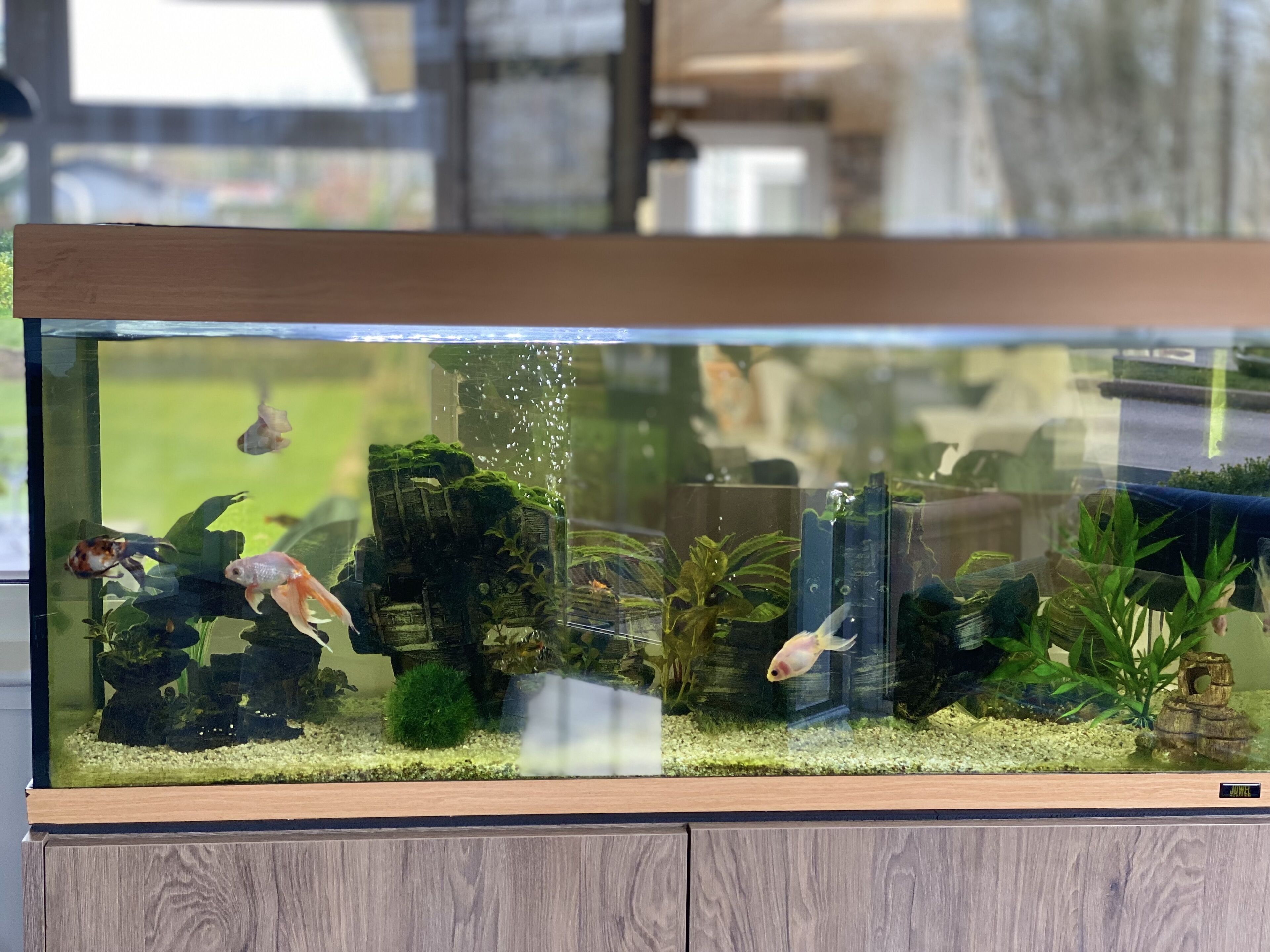 Ein Aquarium mit verschiedenen Wasserpflanzen und Fischen, auf einer Holzeinrichtung platziert.