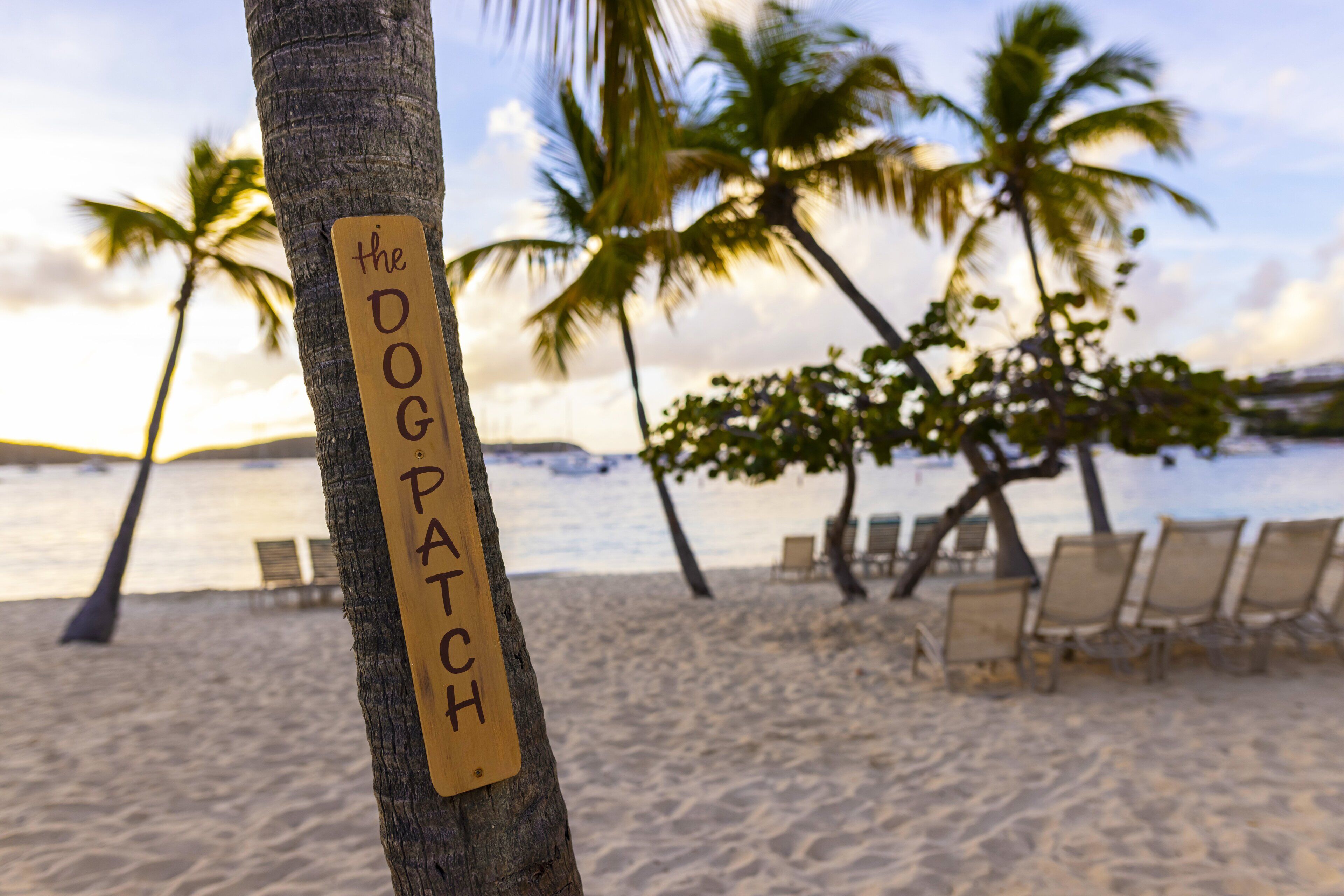 Une scène de plage avec un panneau indiquant « THE DOG PATCH » fixé sur le tronc d’un arbre.