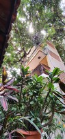 Un edificio con balcón, rodeado de abundante vegetación y plantas en macetas.
