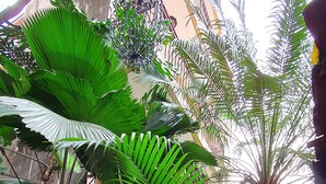 Um jardim interno exuberante com diversas plantas e um edifício de vários andares ao fundo.