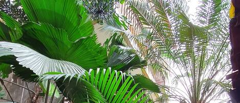 A lush indoor garden with various plants and a multi-story building in the background.