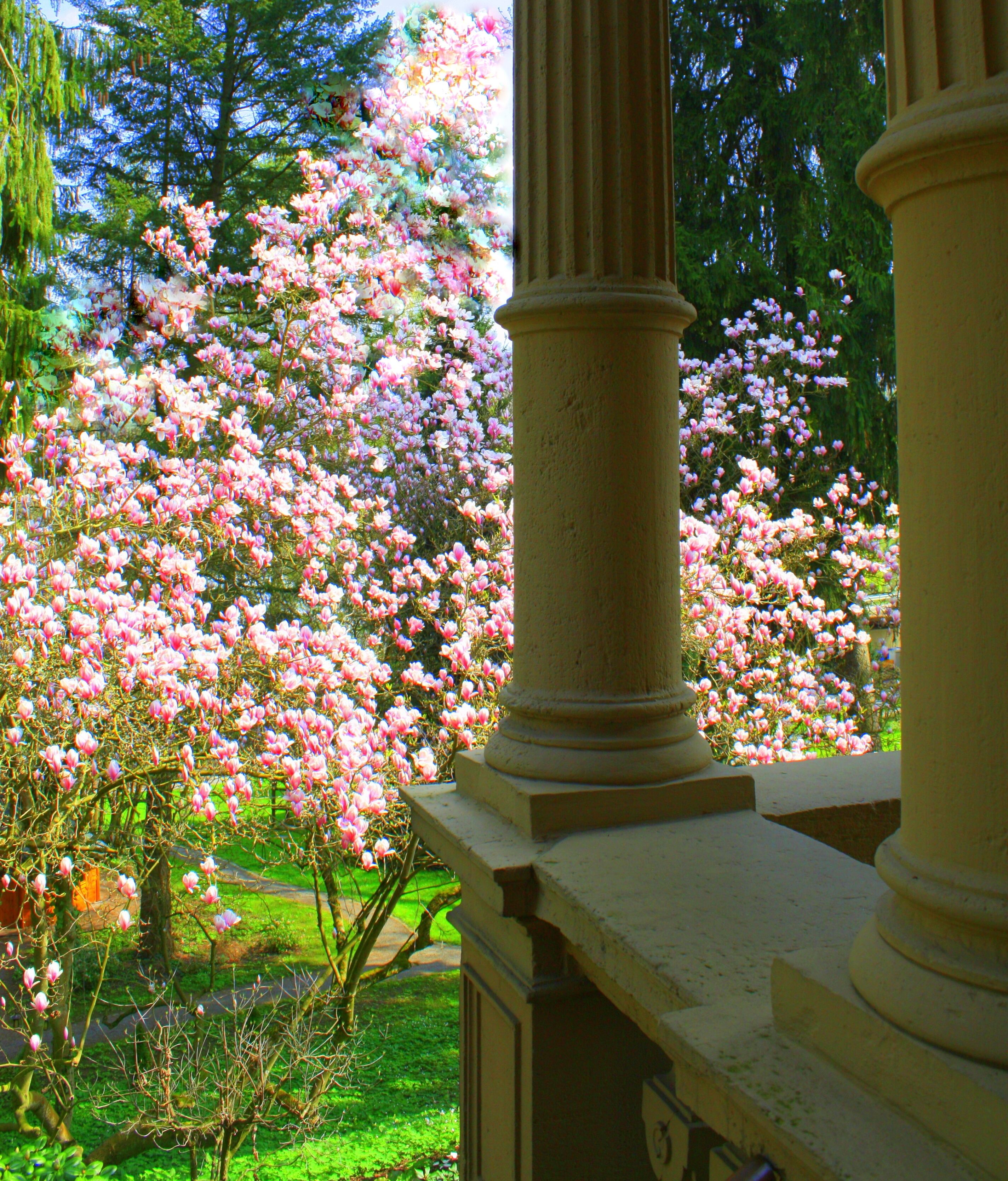 Un jardín con flores rosadas en flor y columnas de estilo clásico.