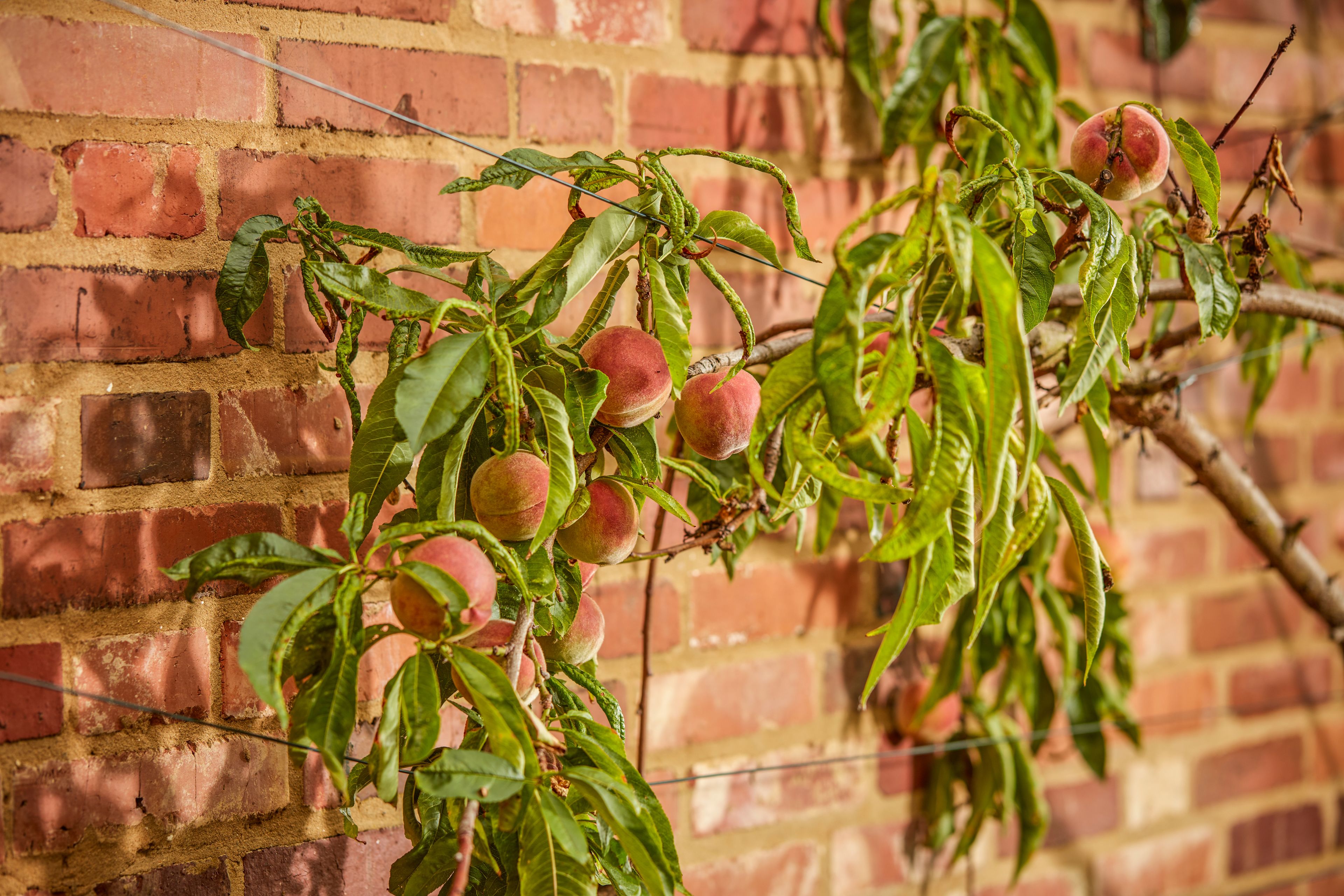 Un árbol de melocotoneros con frutos maduros frente a un muro de ladrillo.