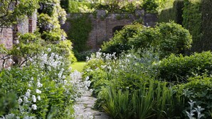 A garden pathway with various plants and a brick wall in the background.
