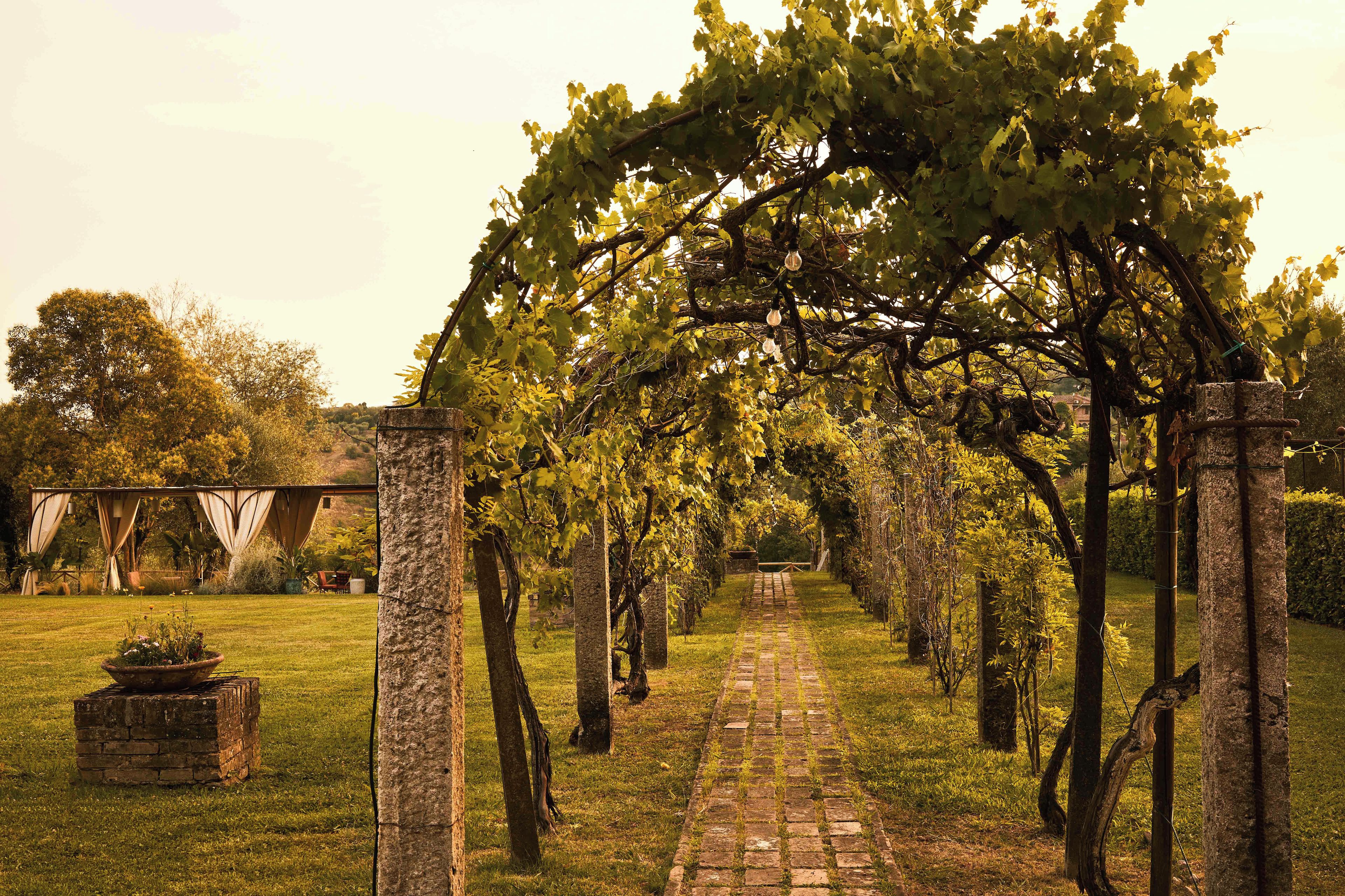 A vineyard pathway with a pergola structure.