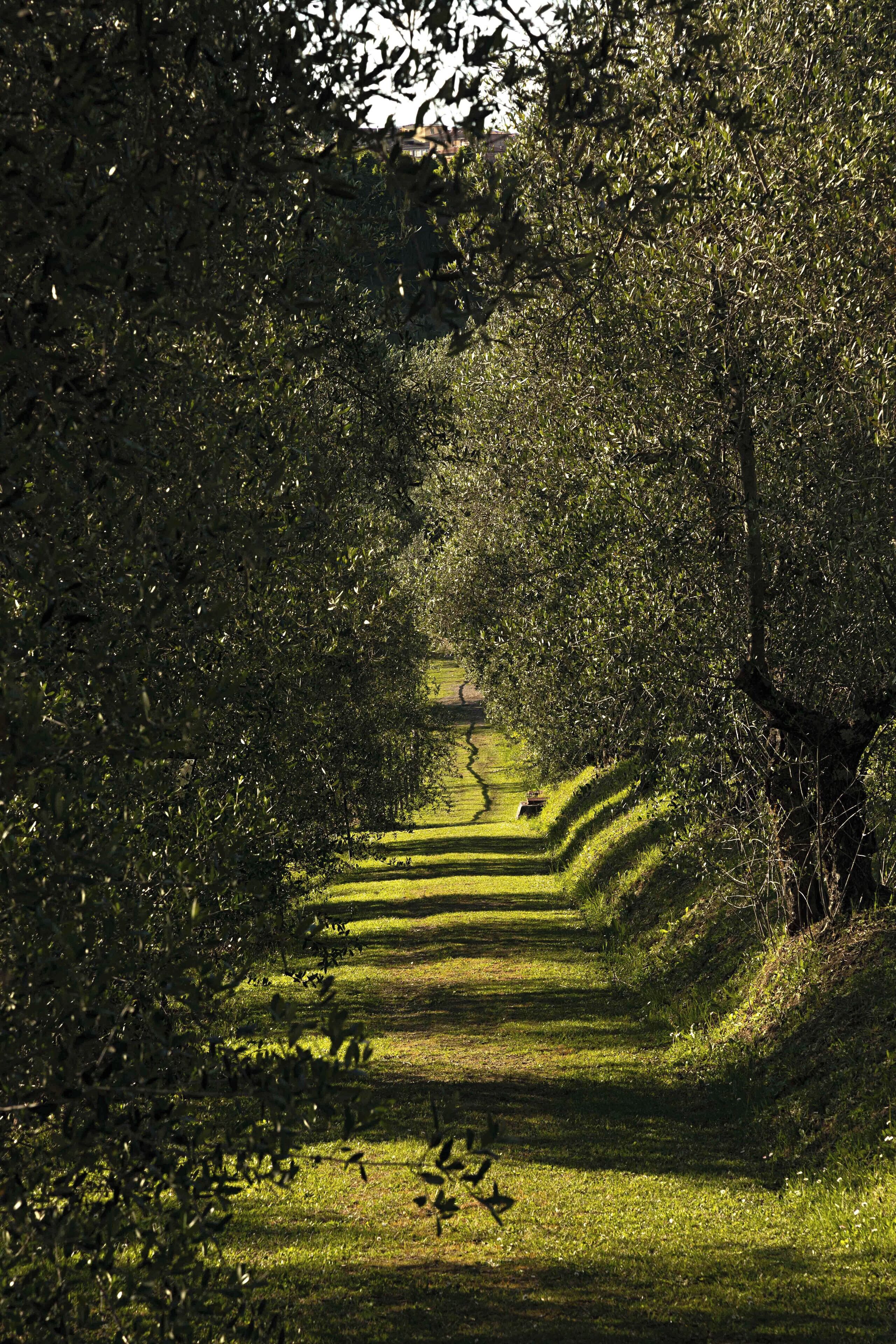 Um caminho serpenteando por um jardim com sebes e árvores bem aparadas.